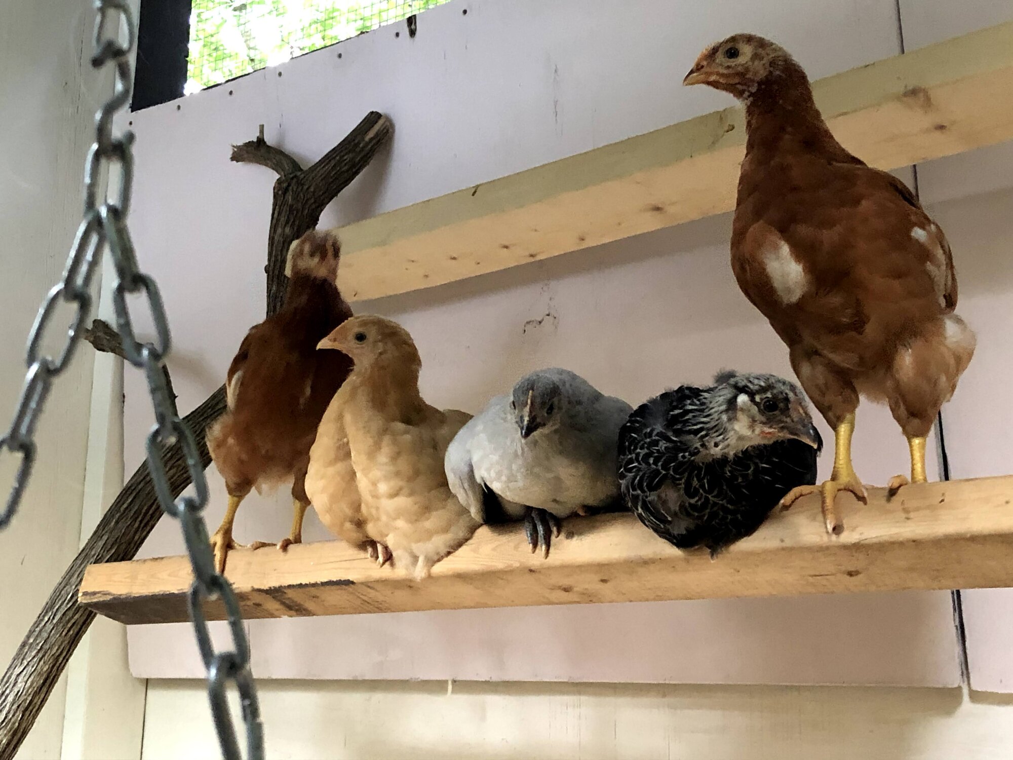 5_on_Roost.jpg