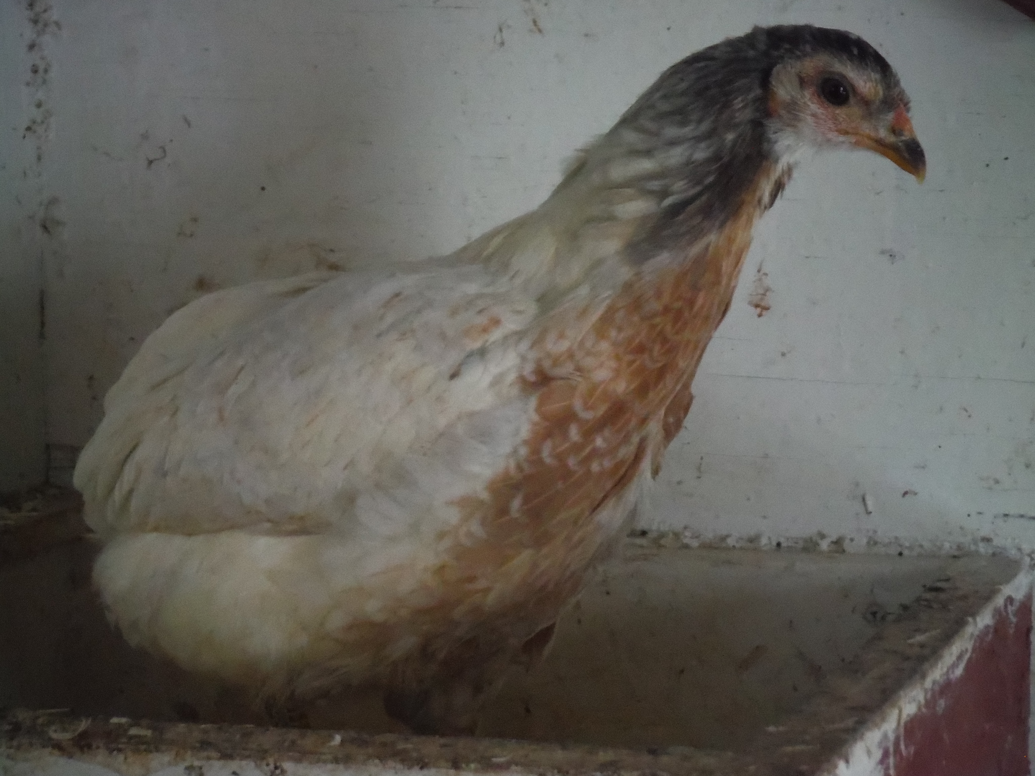 5th bird, pullet. Cleanfaced/rumpless. Will be letting her go.