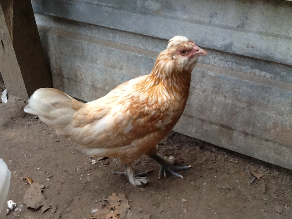 5th pullet