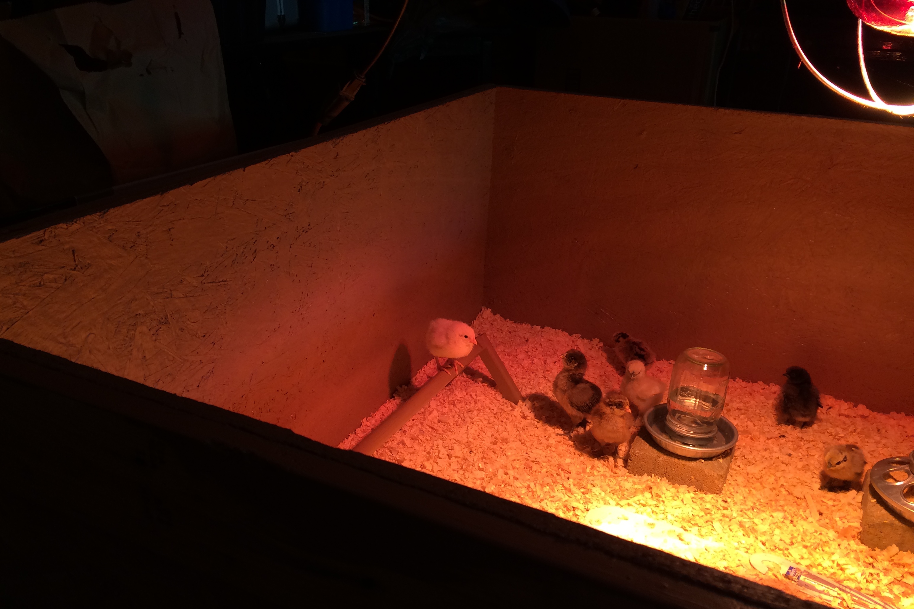 6/14/16  The White Leghorn is the first to try out the roost.