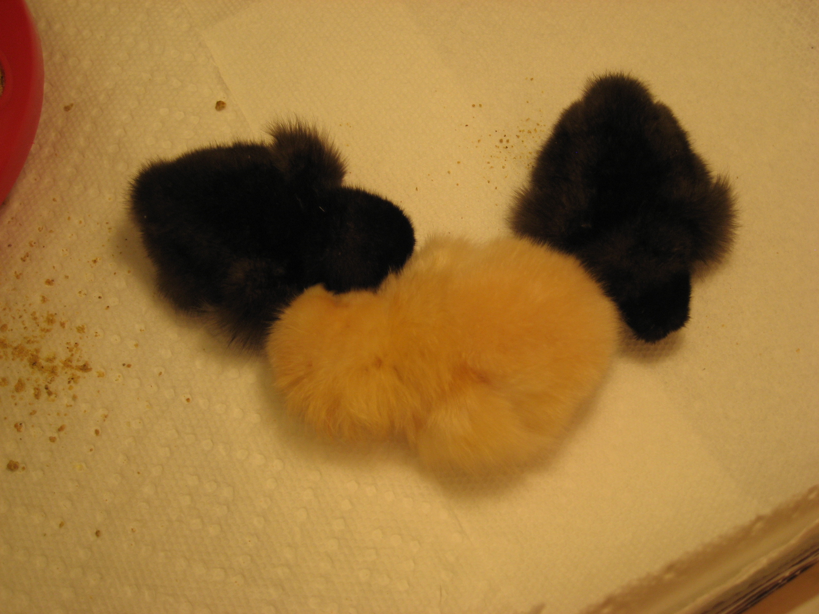 6/18/2012 
All babies sleeping (Black Silkies names: Dee Dee and PT, BO name: Buffie)
