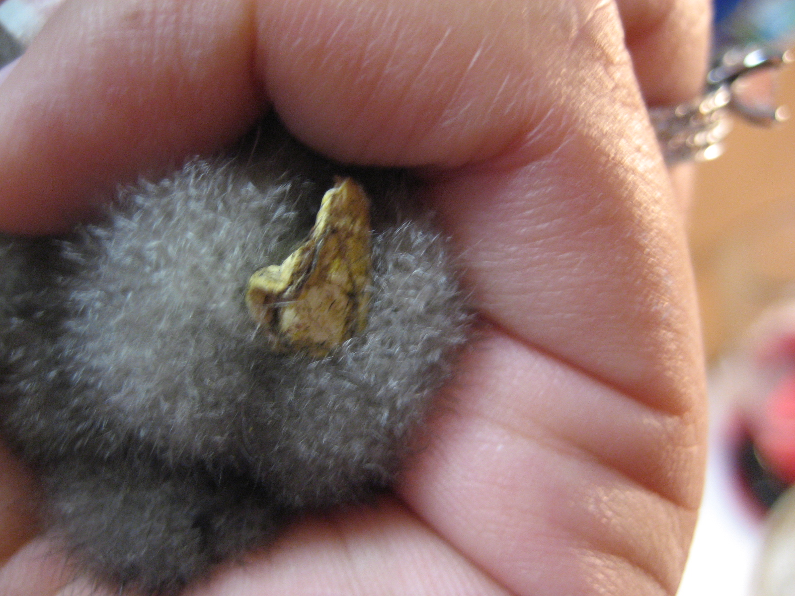6/18/2012
Something stuck to Dee Dee's bum.