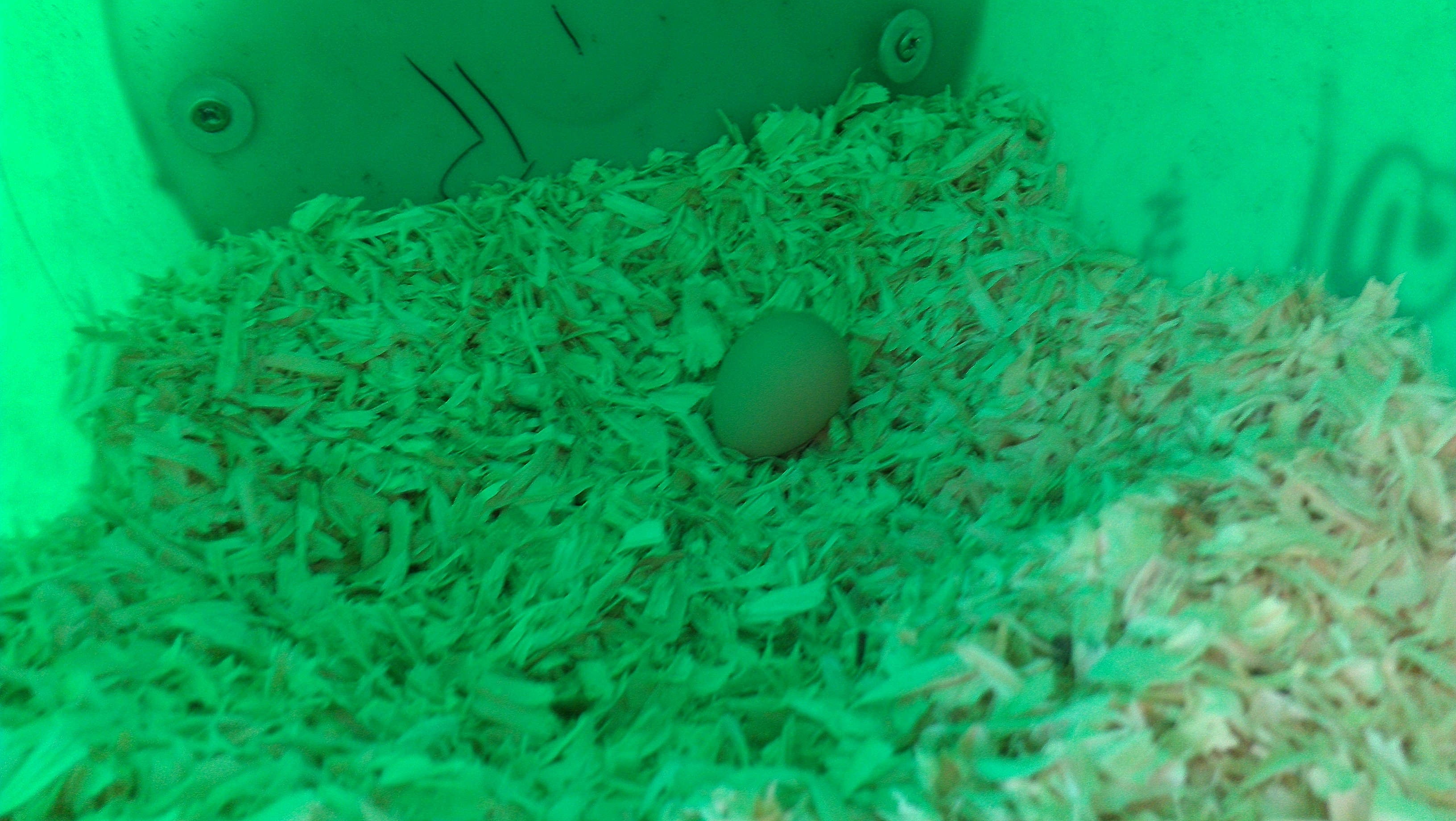 6/23/12 Golden Comet First Egg