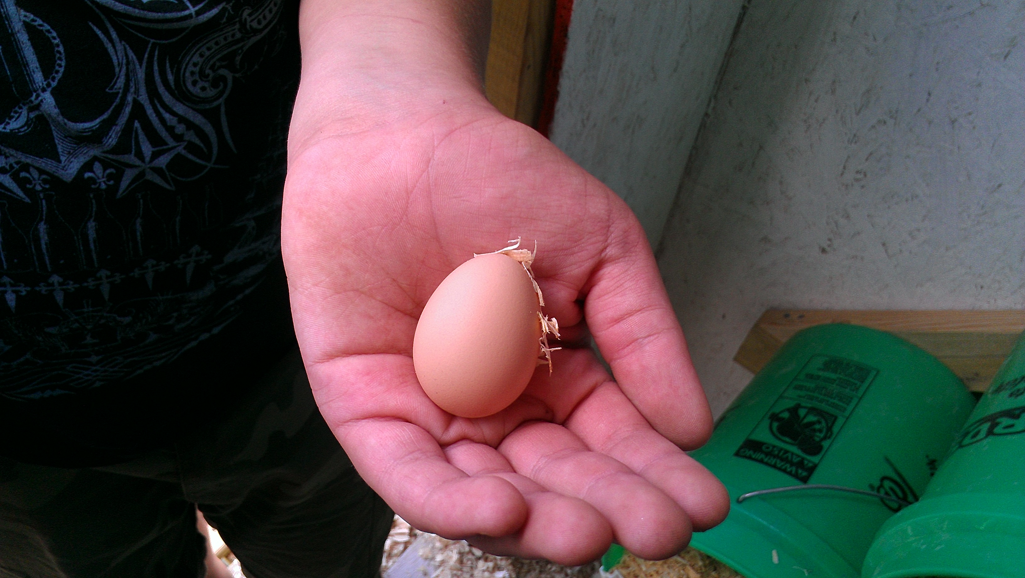 6/23/12 Golden Comet First Egg