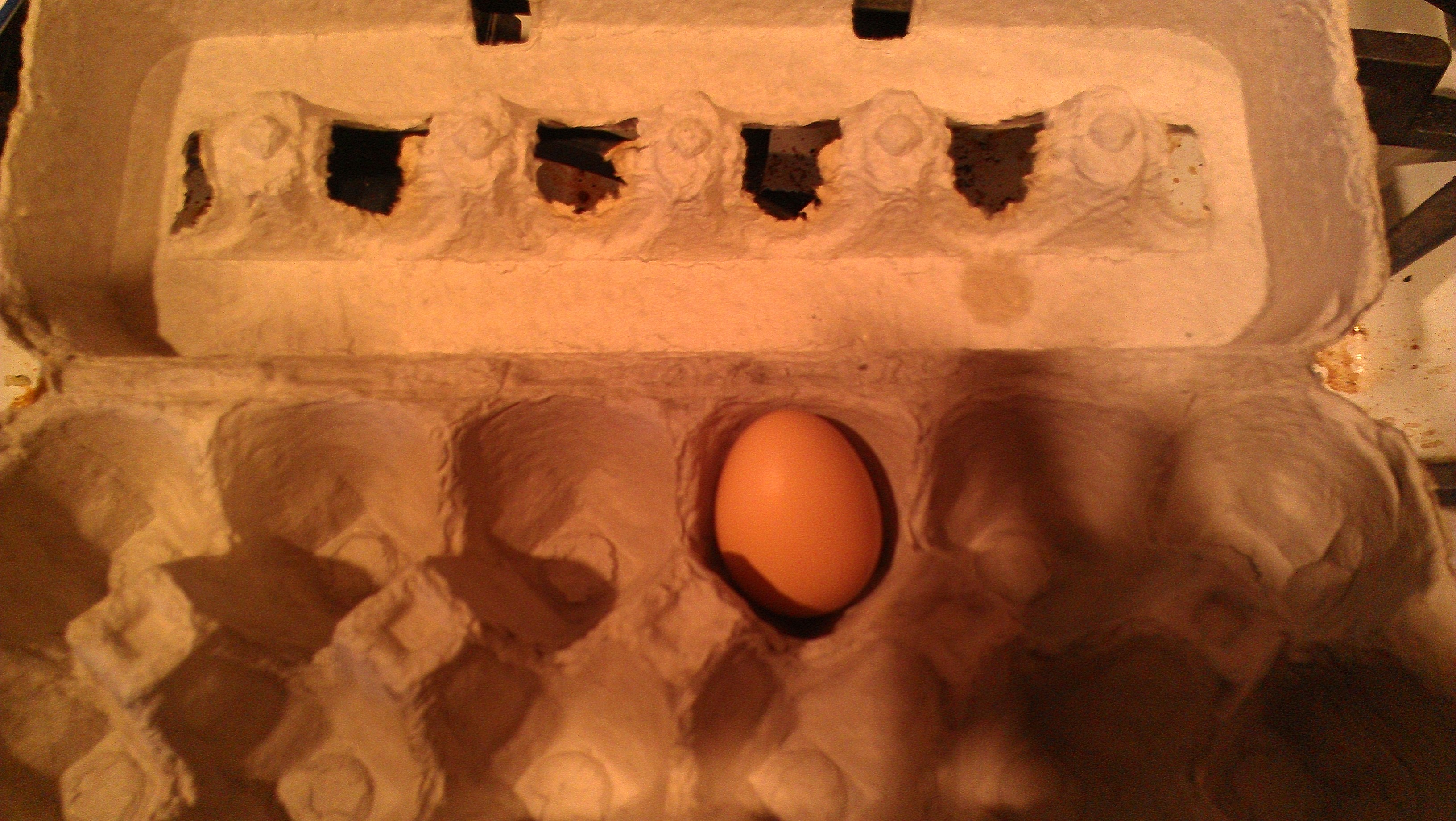 6/23/12 Golden Comet First Egg