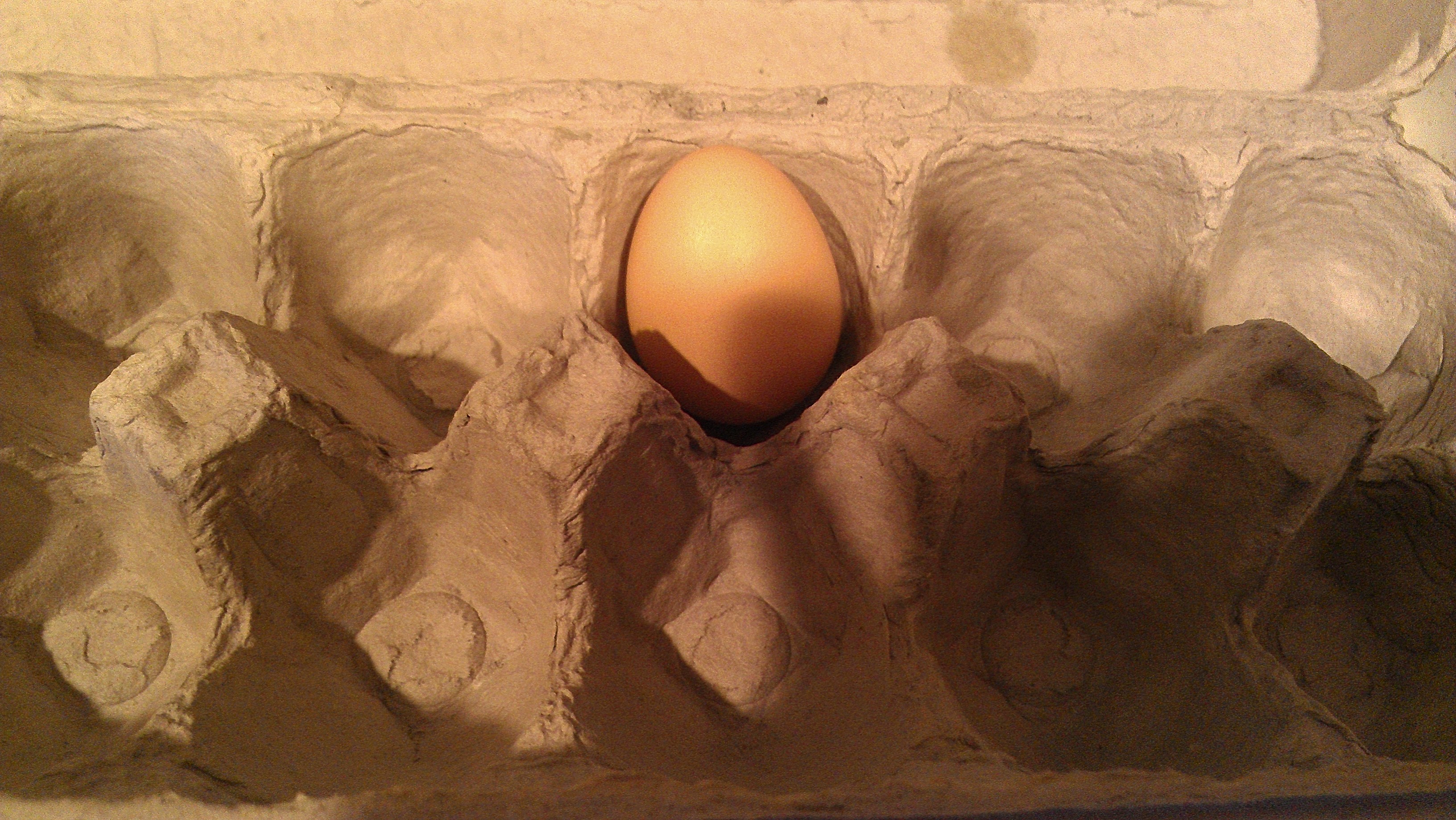 6/23/12 Golden Comet First Egg
