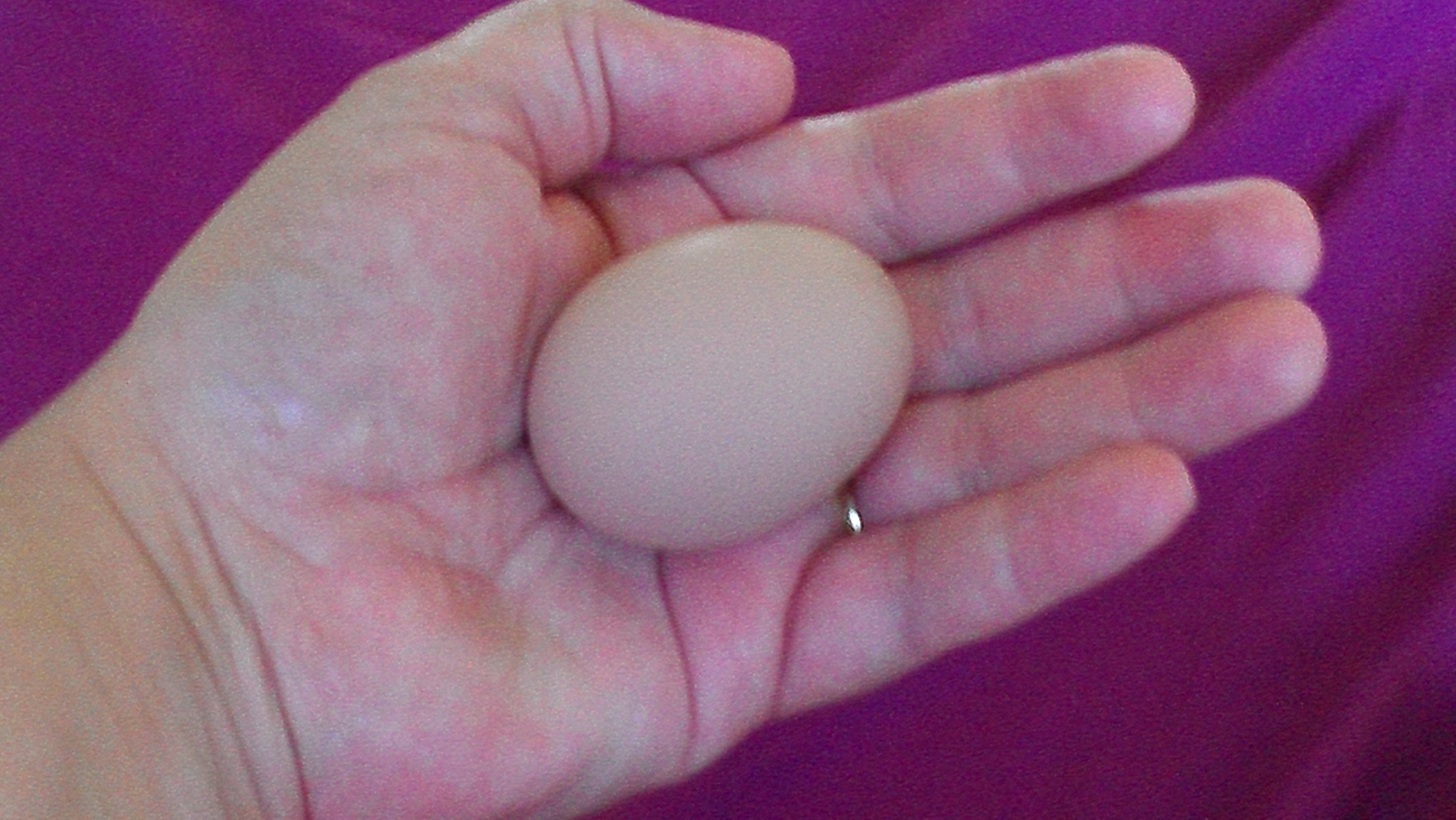 6/24/12 2nd Egg - Golden Comet