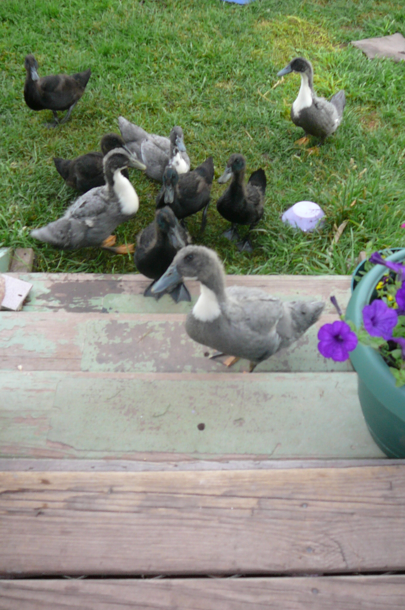 6/5/12
I guess they're hungry!