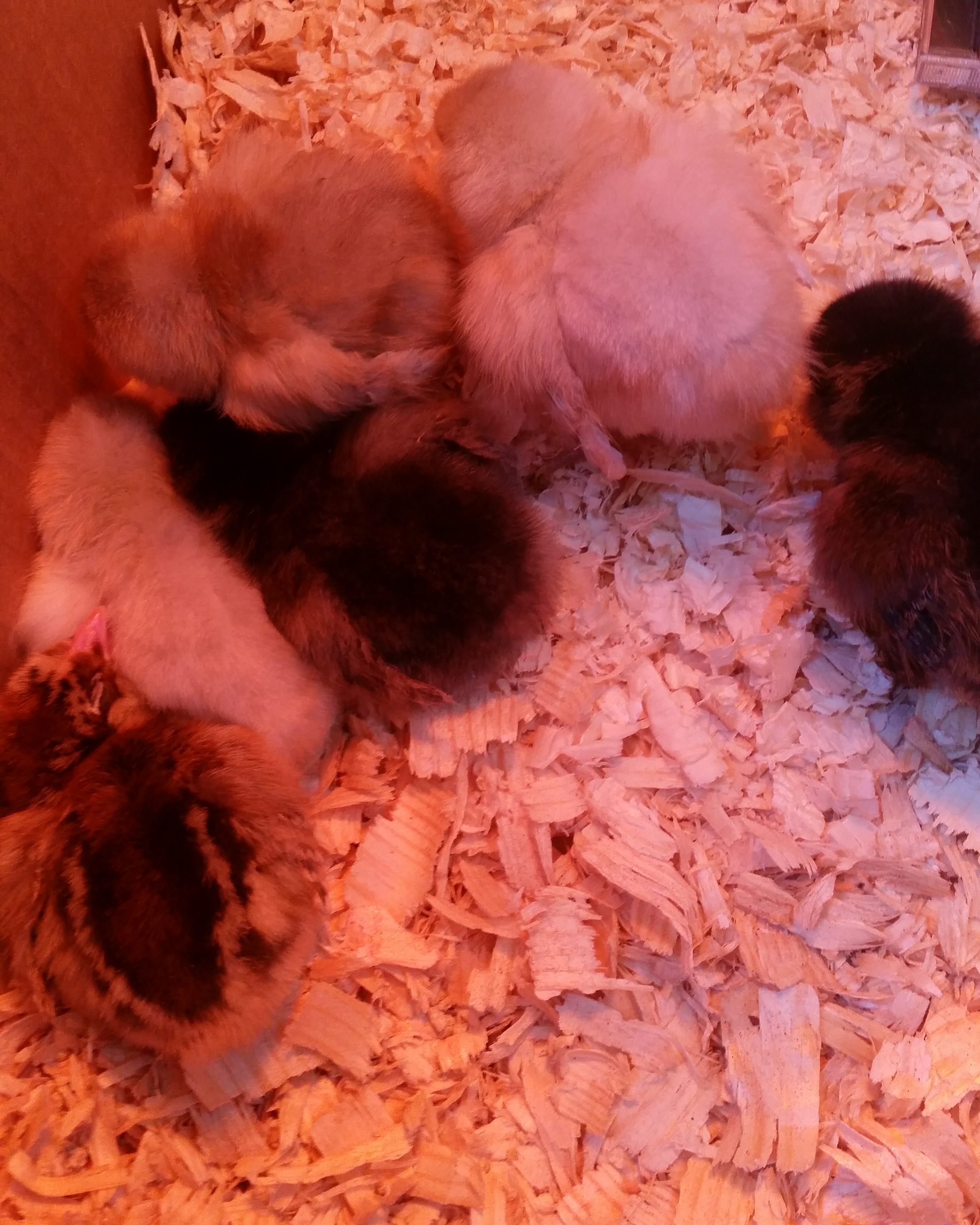 6 Ameraucana girls nestled in their brooder