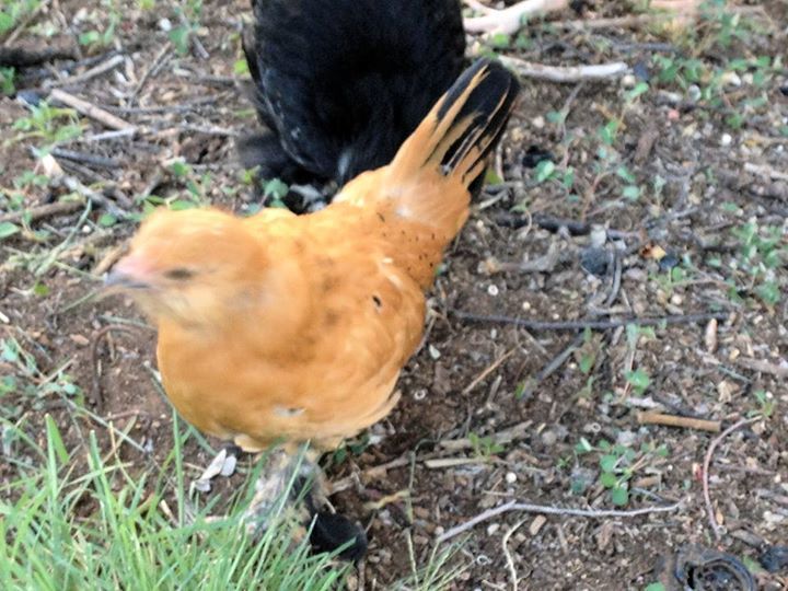 6 and a half weeks old now Our Belgian bearded Mille Fleur D'Uccle - Lucy