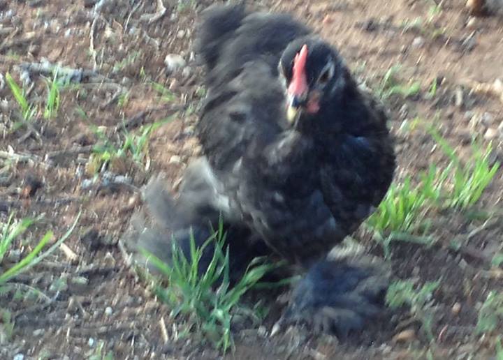 6 and a half weeks old now Our Blue Cochin Rooster - Dexter