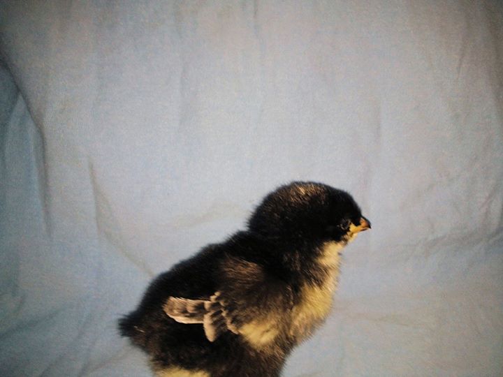 6 and a half weeks old now our Cukoo Marans - Carerra like the Porsche cause she is FAST