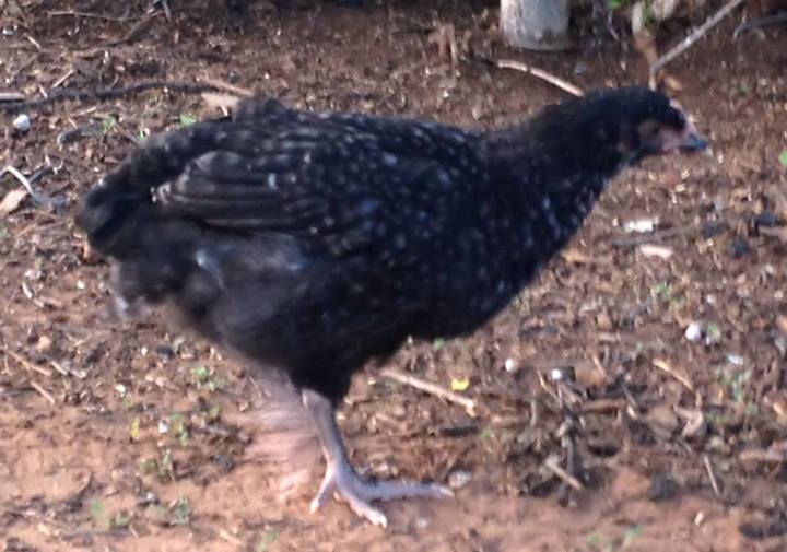 6 and a half weeks old now our Cukoo Marans - Carerra like the Porsche cause she is FAST