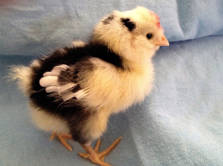 6 and a half weeks old now Our Mottled Houdan - Domino