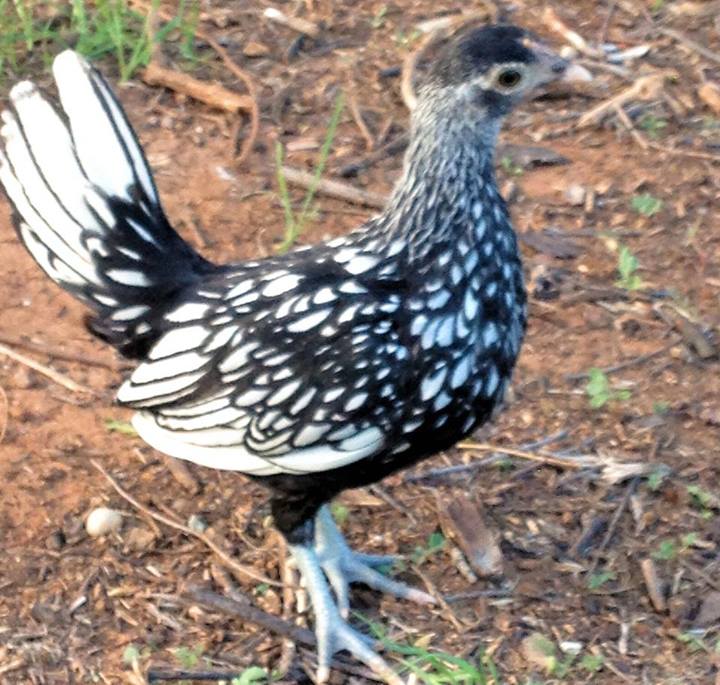 6 and a half weeks old now Our Silver Sebright - Stain (cause her wings look like stained glass)
