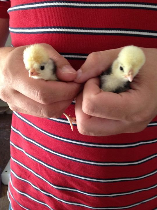 6 and a half weeks old now - Smokey and Bandit (Polish)