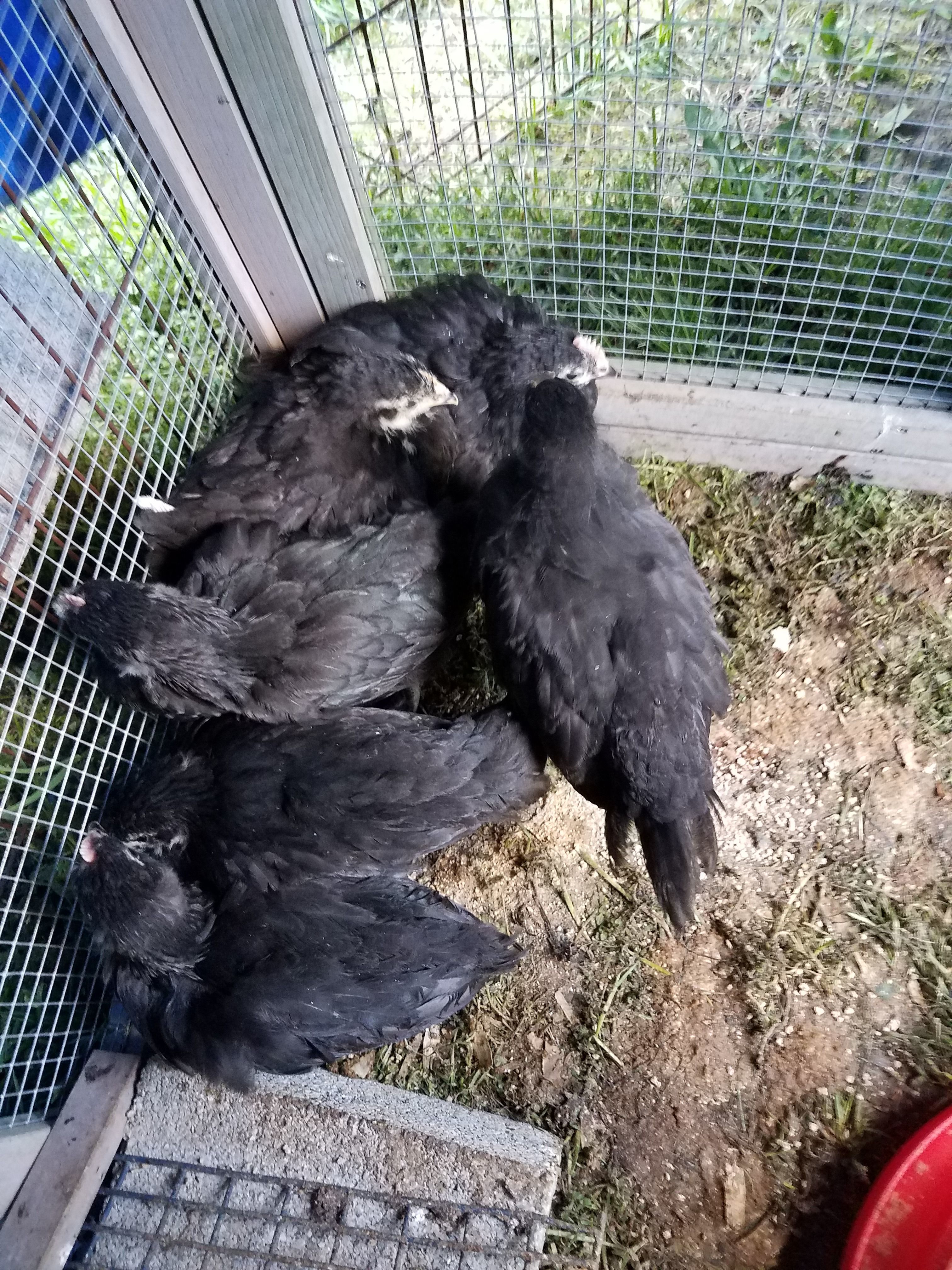 6 Australorp 9 week old chicks