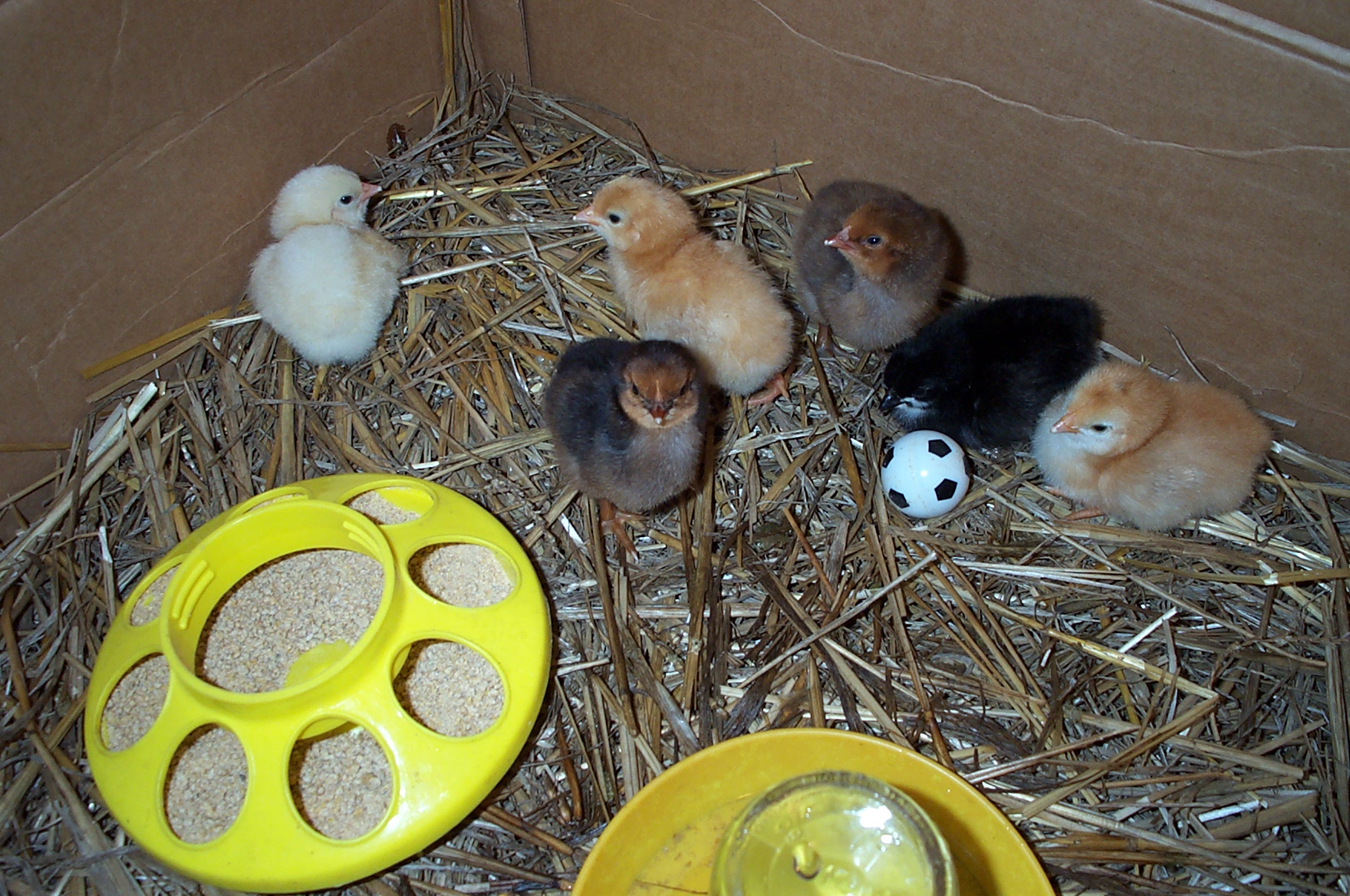 6 chicks hatched June 22-24 2013