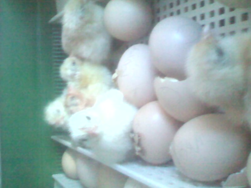 6 Chicks in the incubator