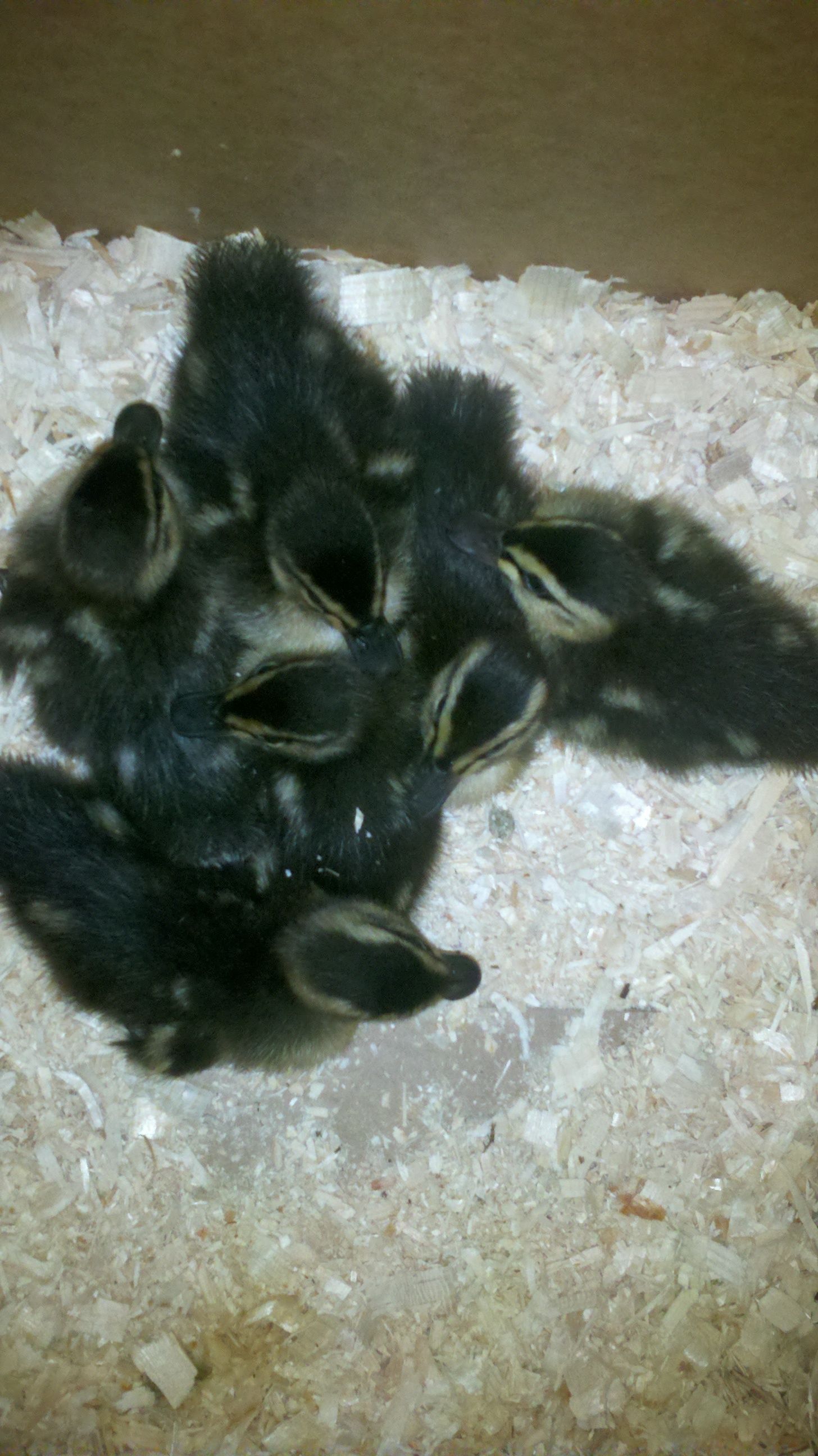 6 ducklings
