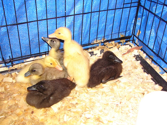 6 Ducks cuz we don't have enough animals. We are  blessed!