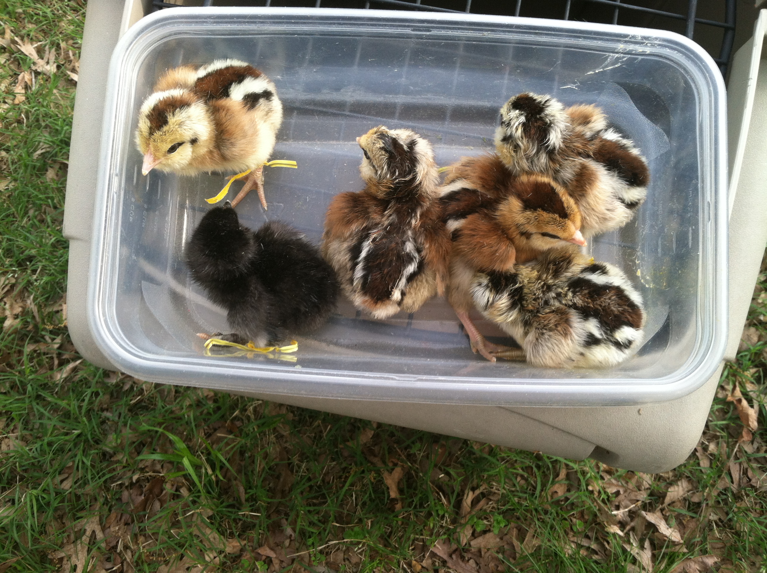 6 Easter Eggers from Bhep Easter 2014 HAL.