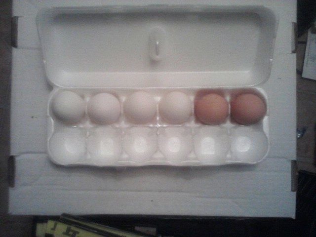 6 eggs from my neighbor's barnyard mixes.