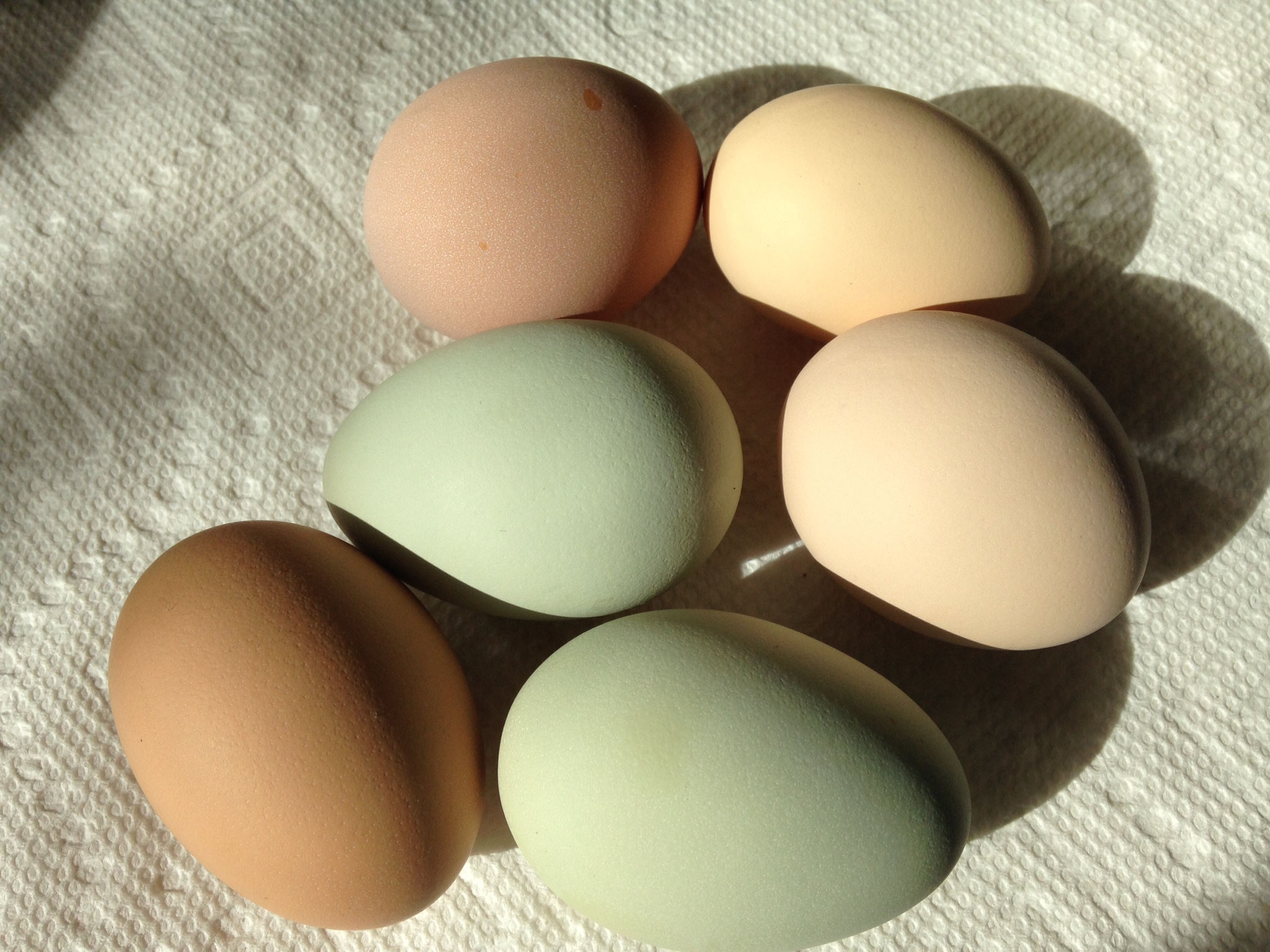 6 eggs from our 7 pullets.