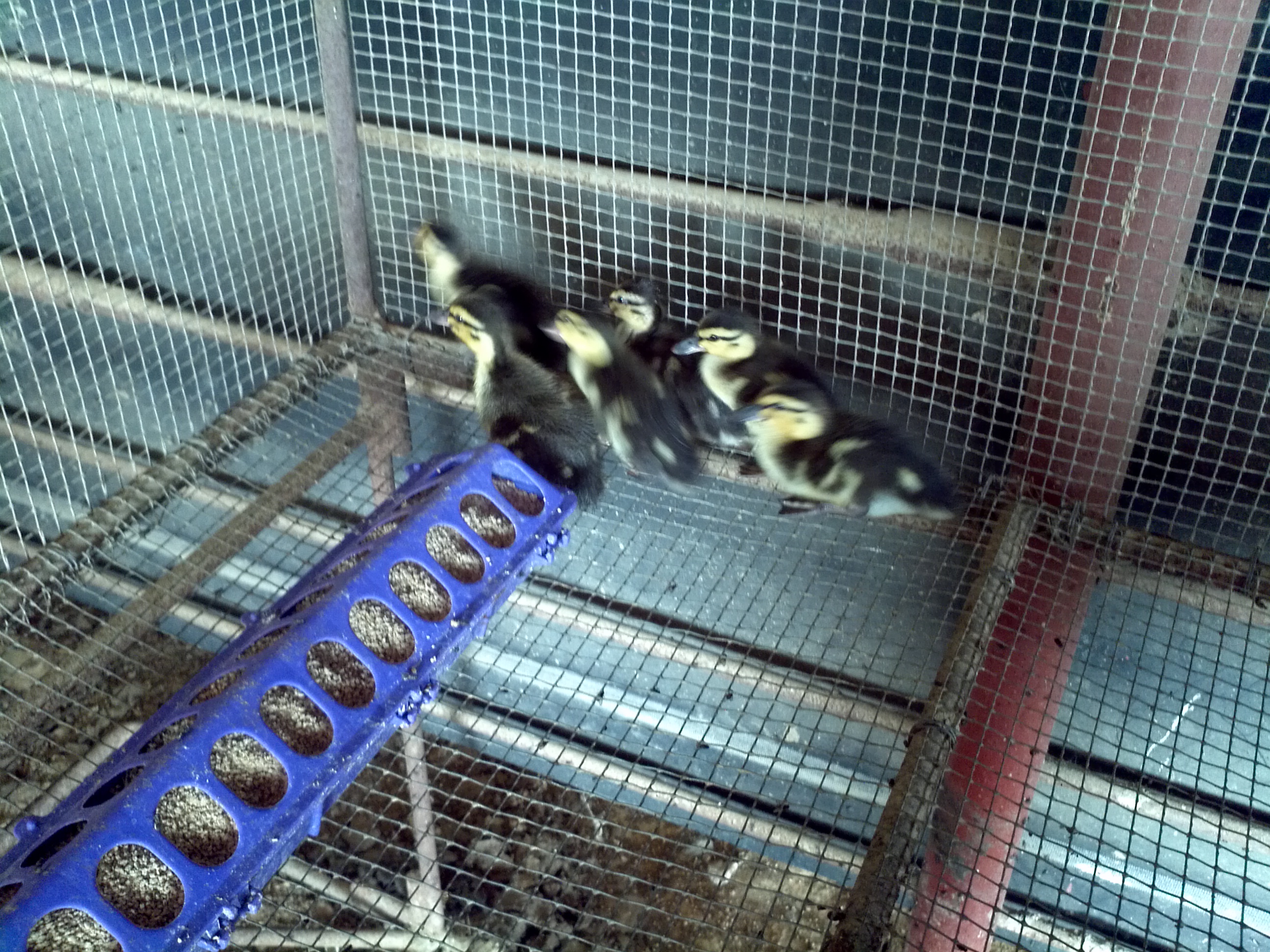 6 Mallard ducklings