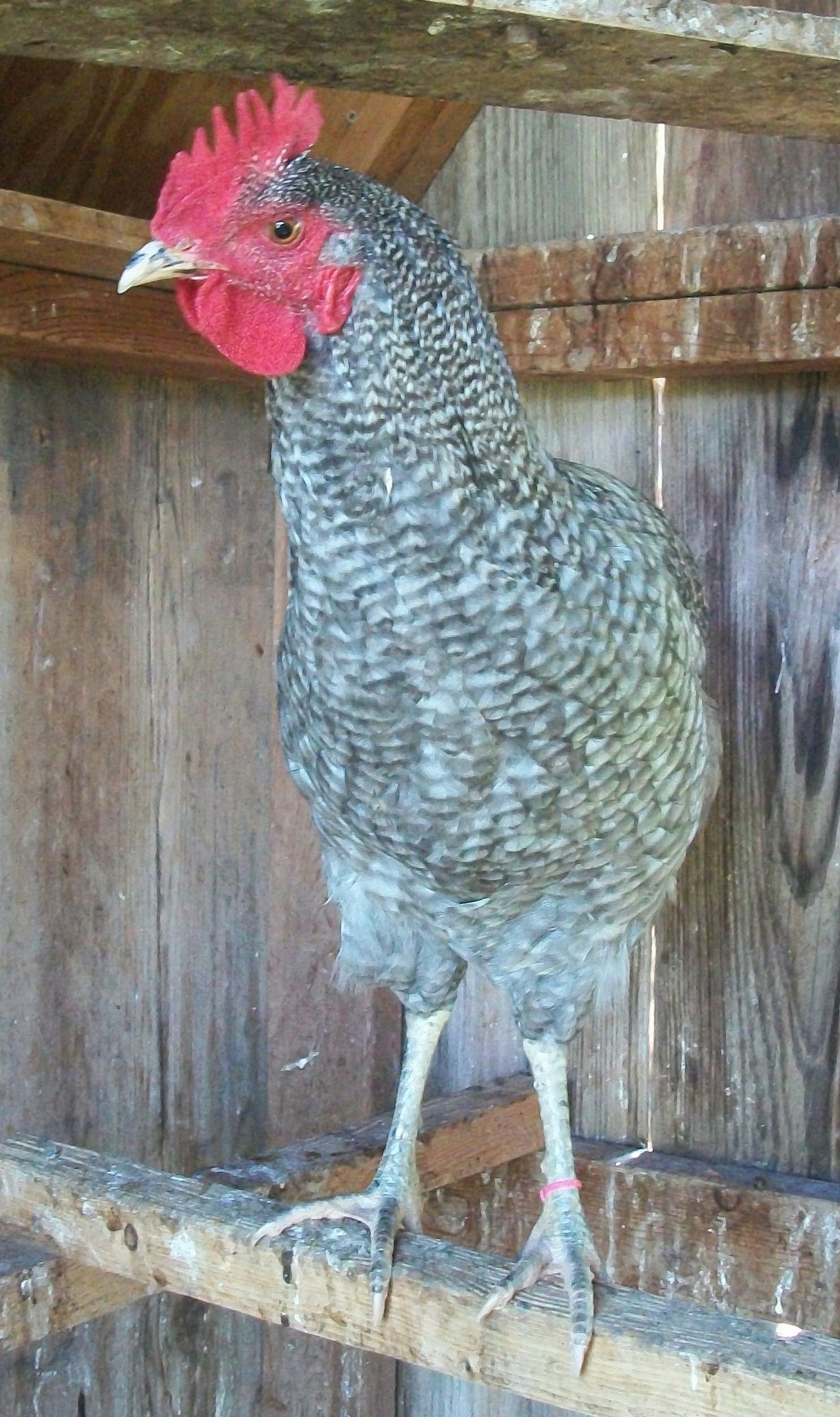 6 month old 3rd generation blue barred project rooster (summer 2012)