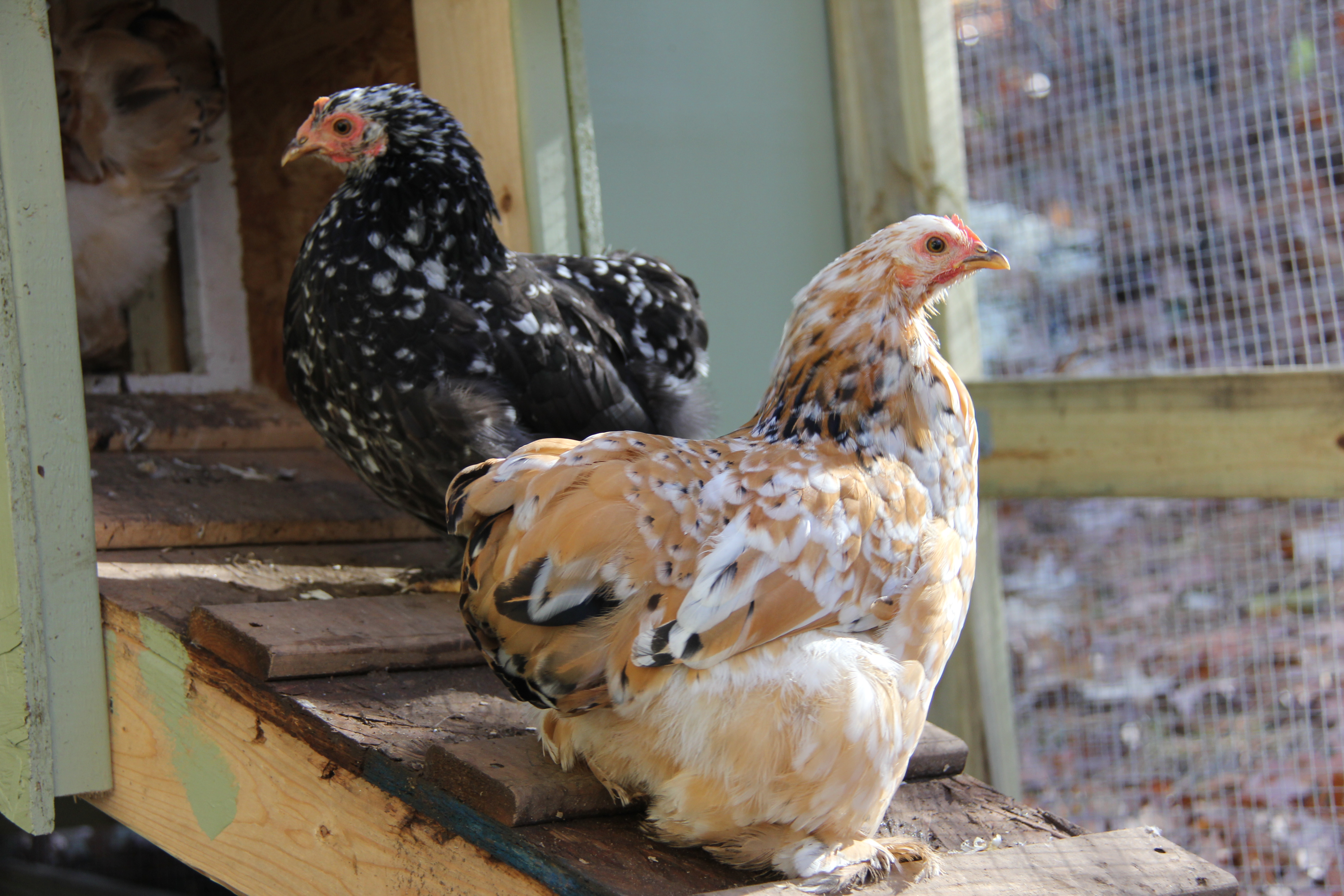 6 month old Bantam Cochin Hens