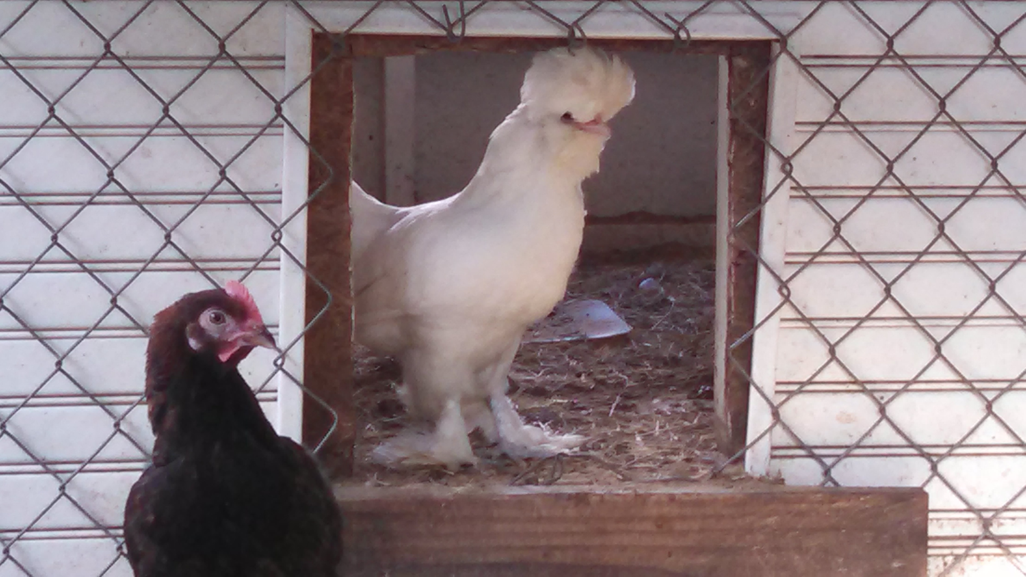 6 month old Sultan hen