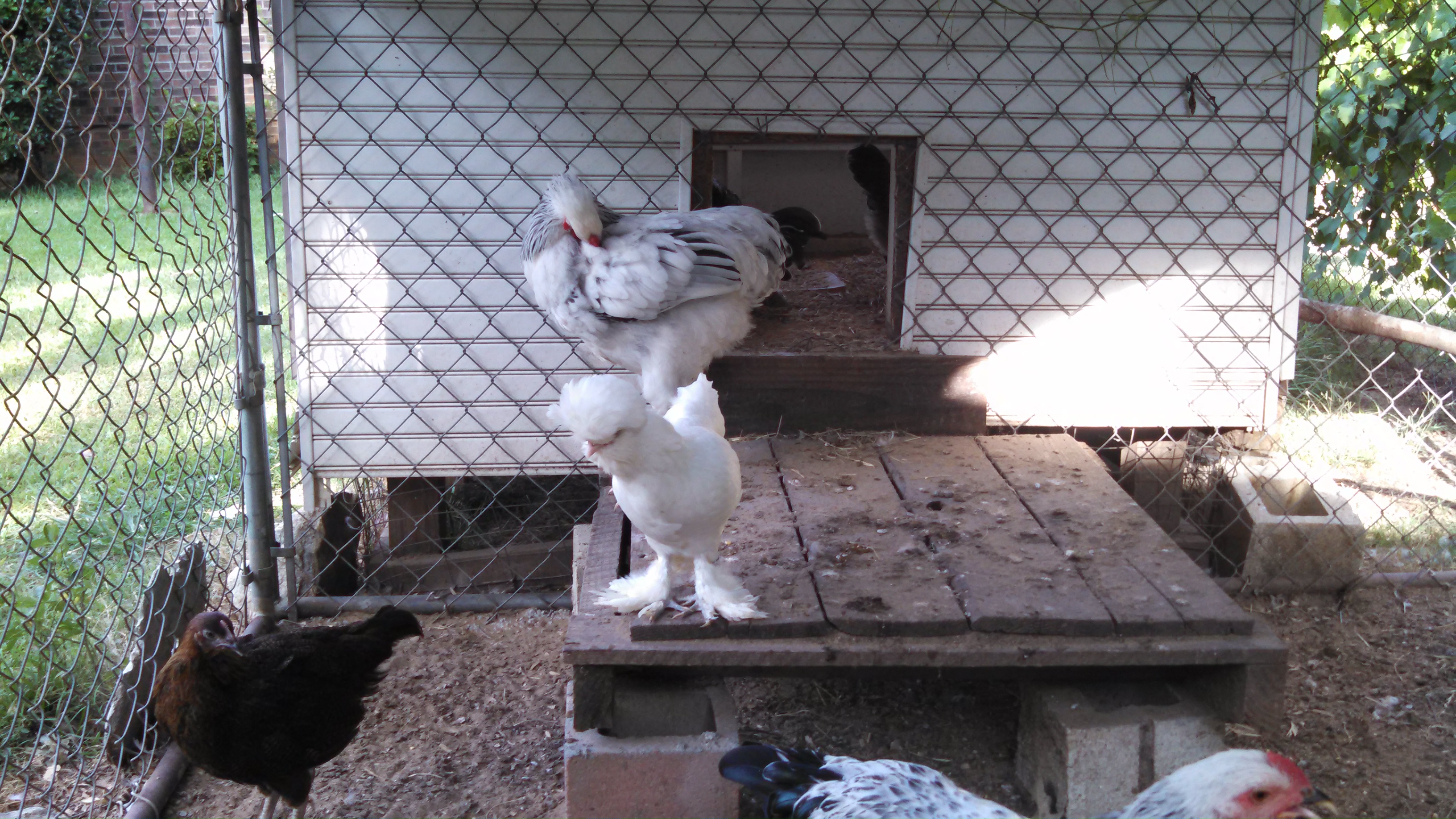 6 month old Sultan hen