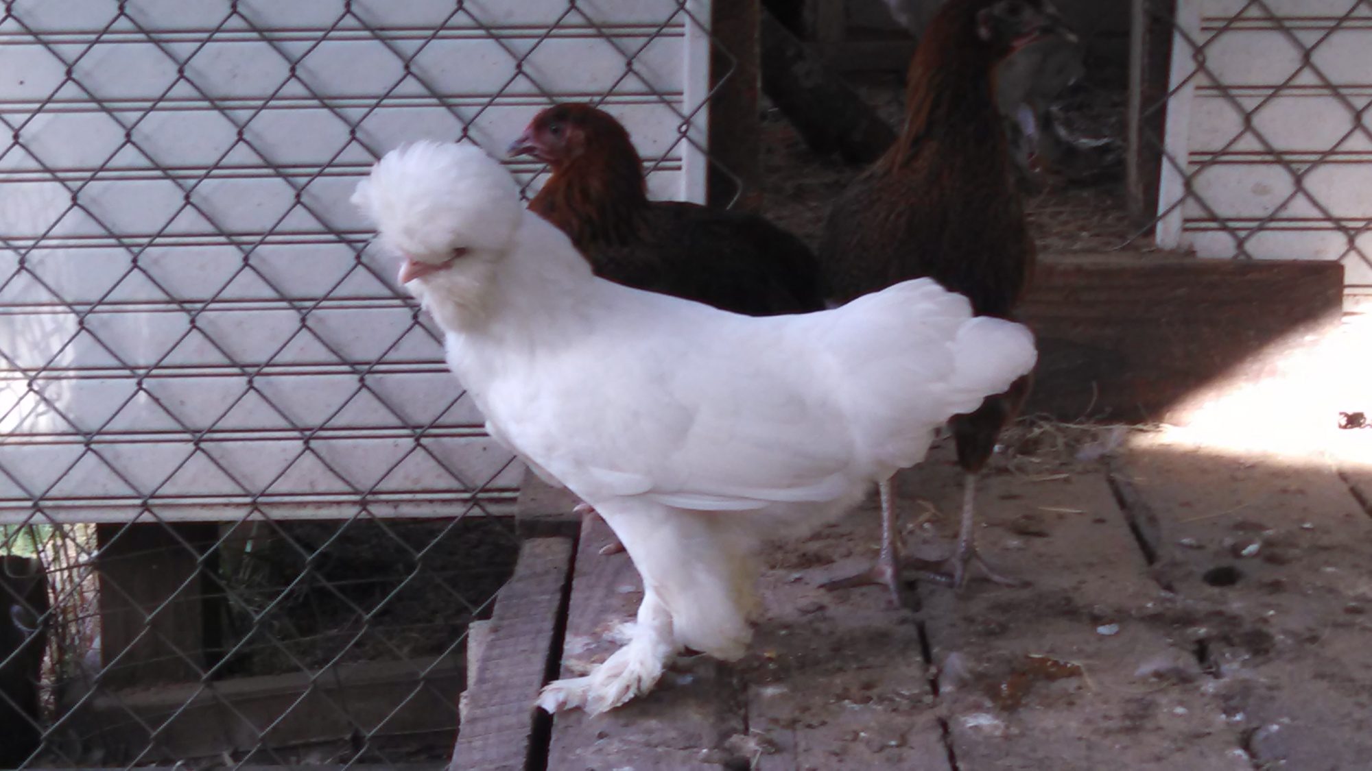 6 month old Sultan hen