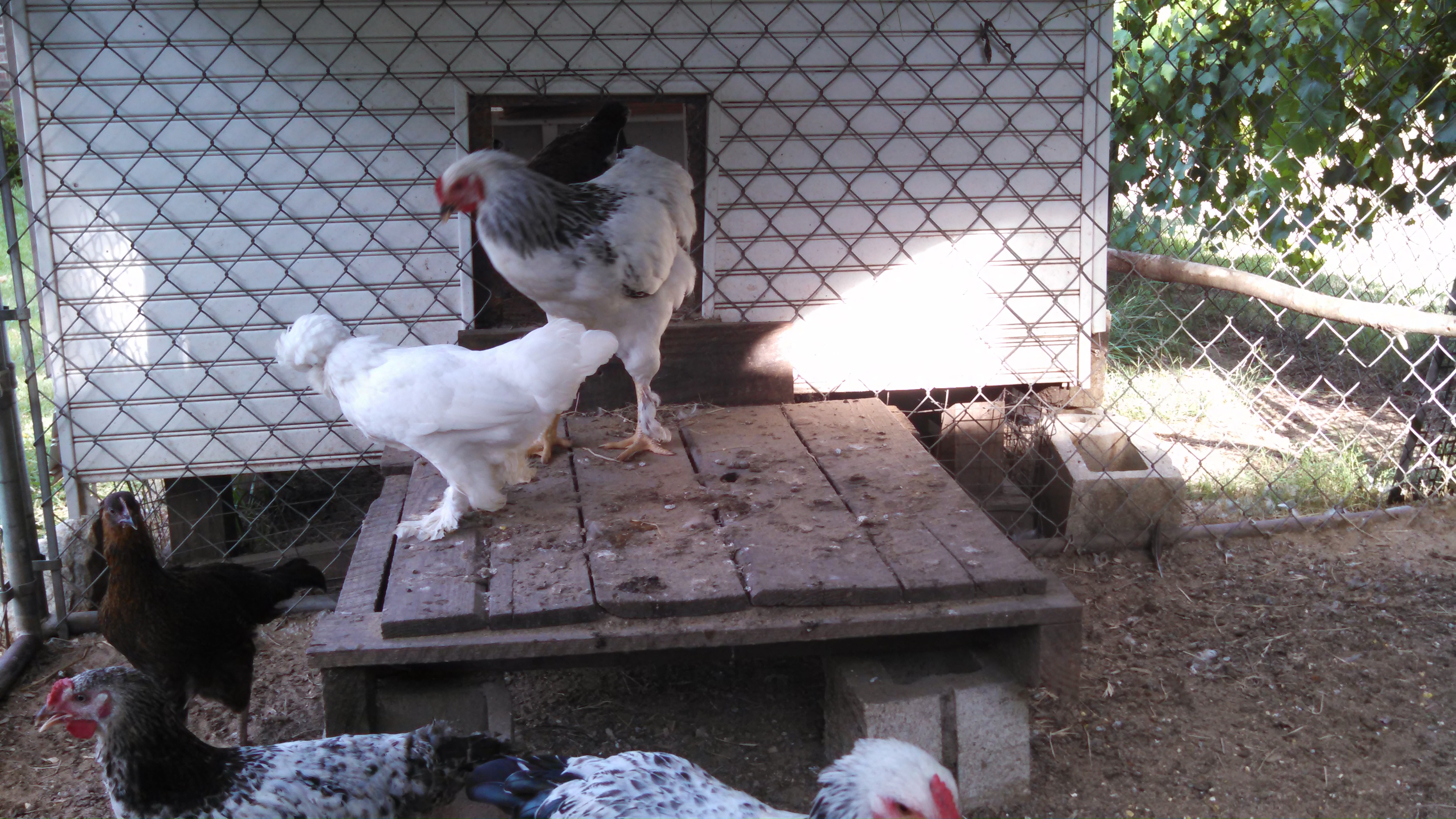 6 month old Sultan hen
