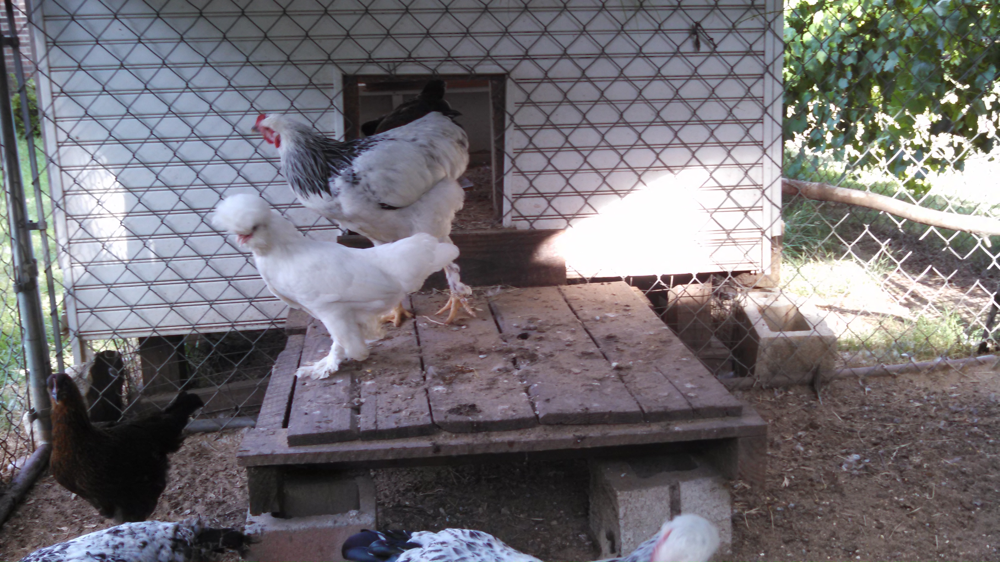 6 month old Sultan hen