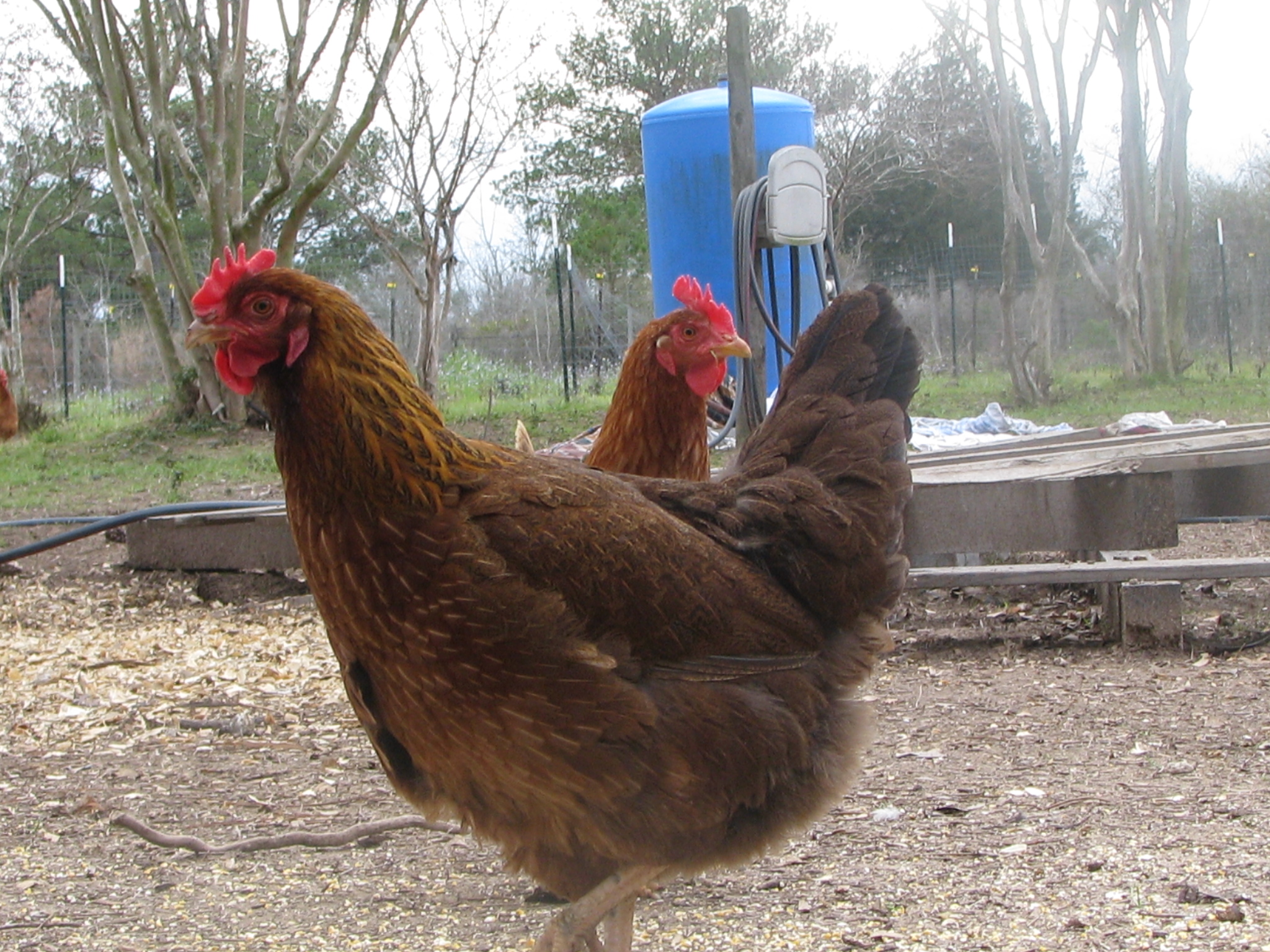 6 month pullet