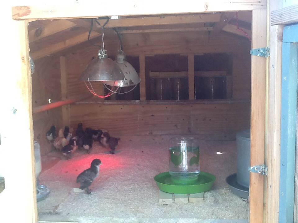 6 more chicks added today