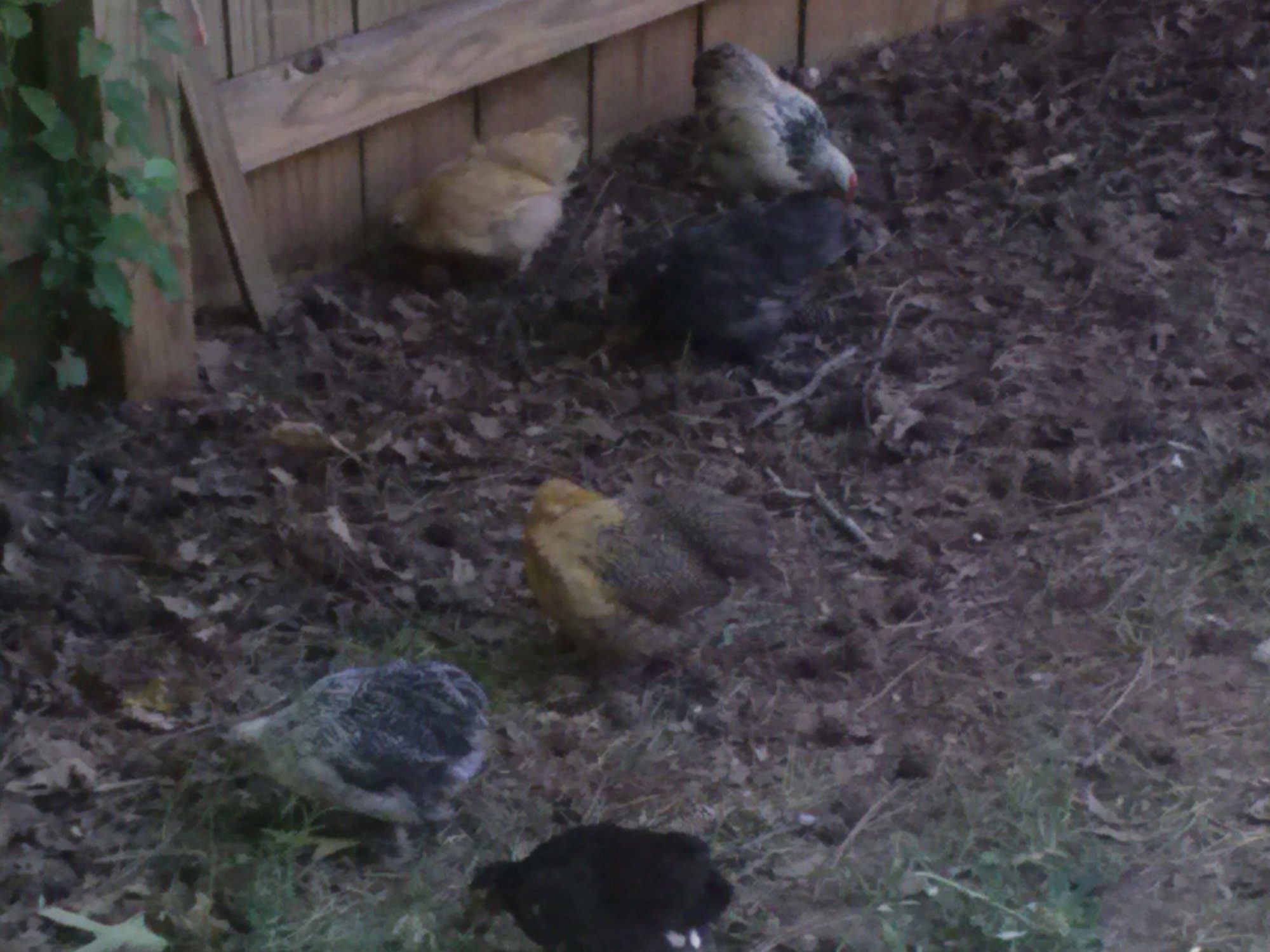 6 pack bantum cochins