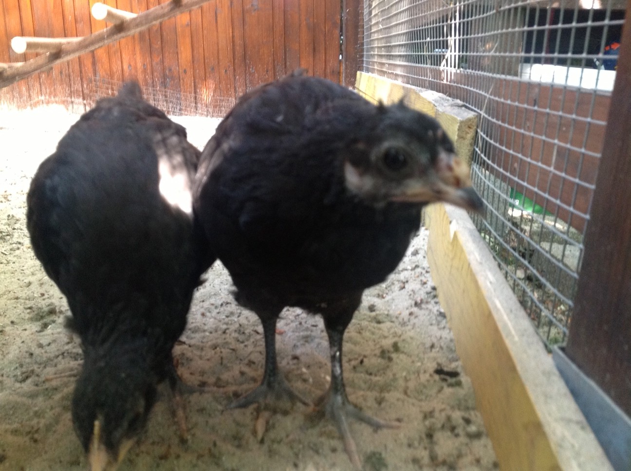 6 week old Augsburger hens