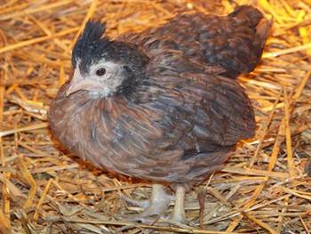 6 week old cream legbar pullet