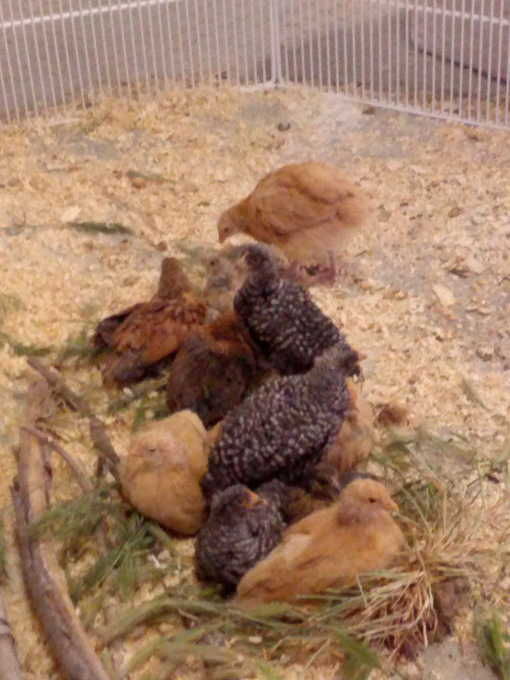 6 week old cuties. 4 Buf Orps, 4 Aurancua and 4 Rocked Hens...my favorites