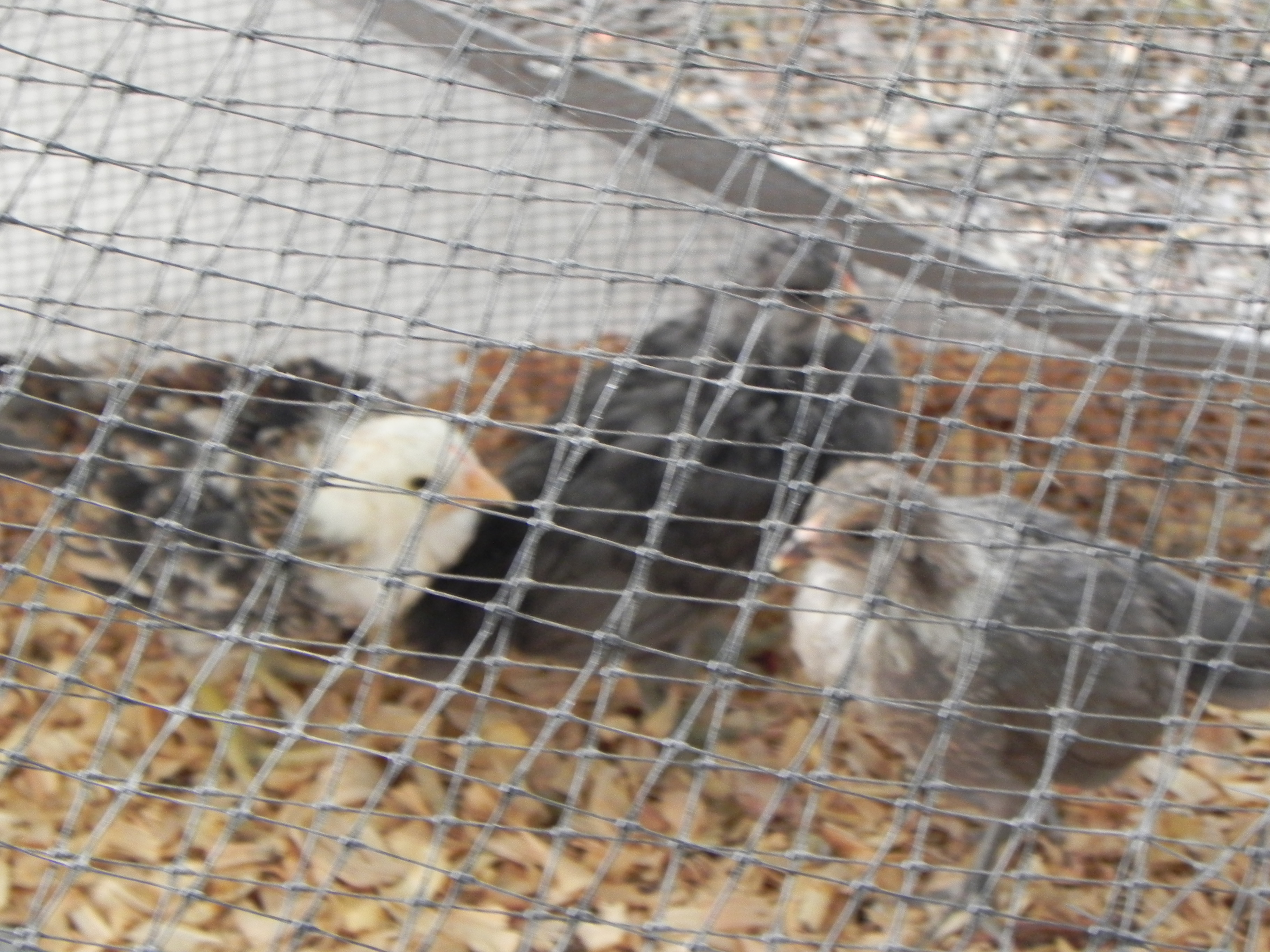 6 week old EEers