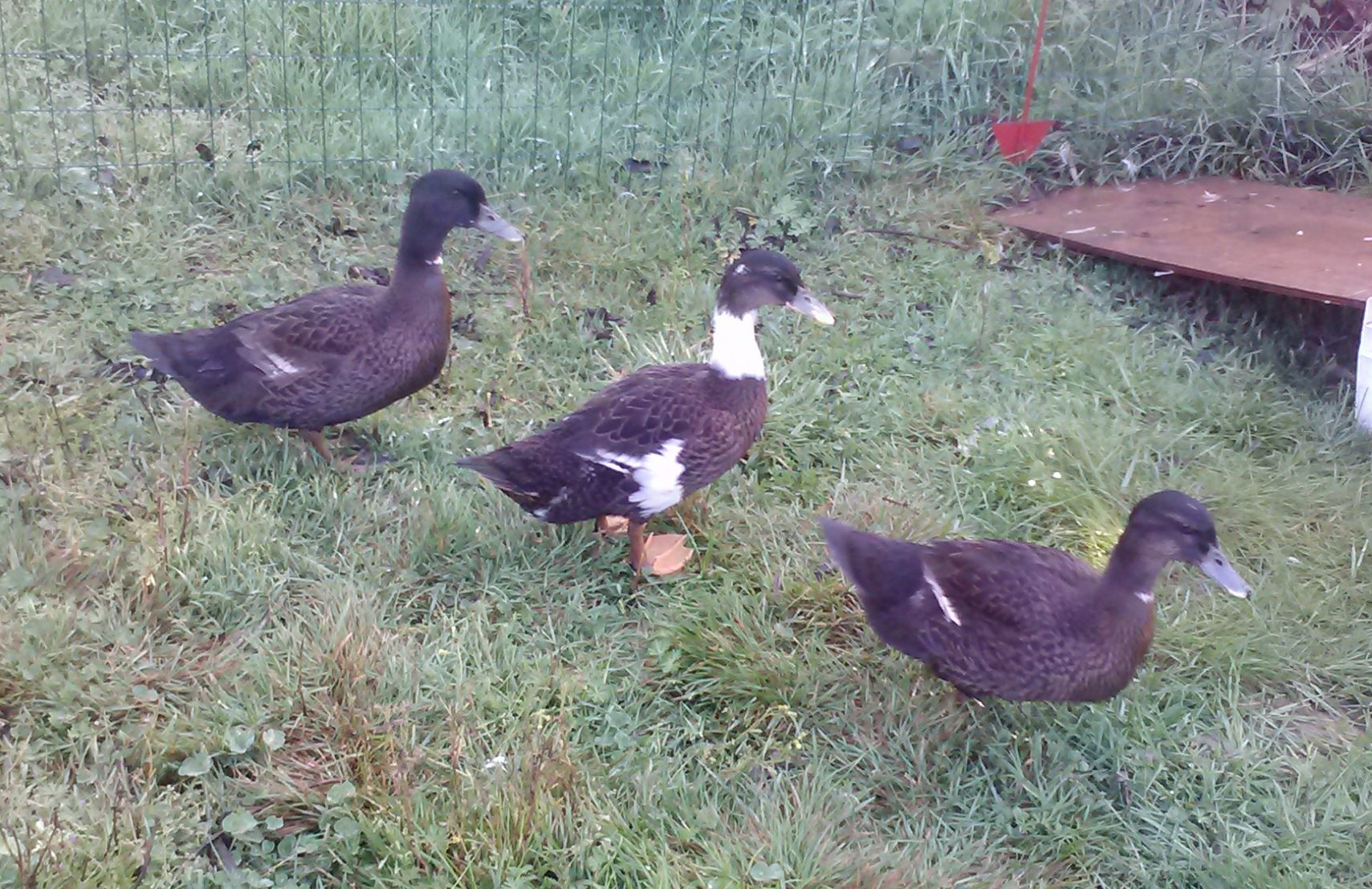 6 WEEK OLD PEKIN/MALLARD MIX