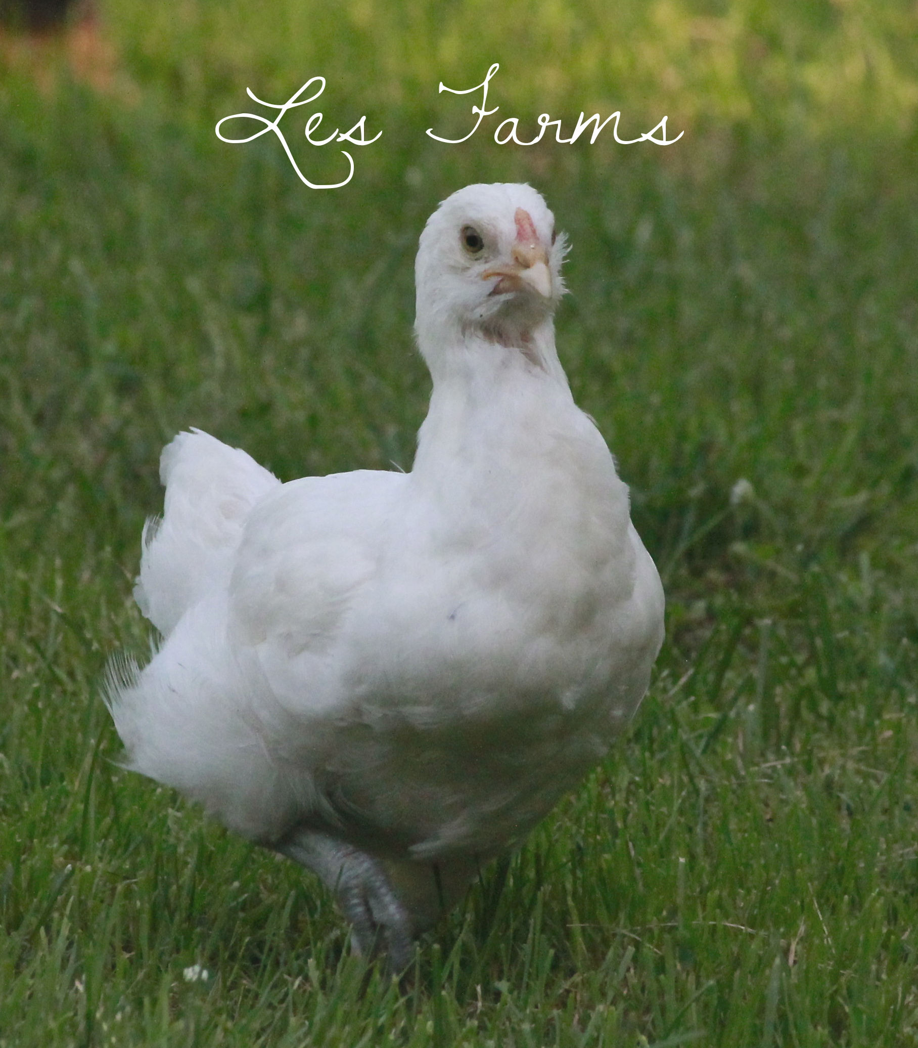 6 week old White Ameraucana