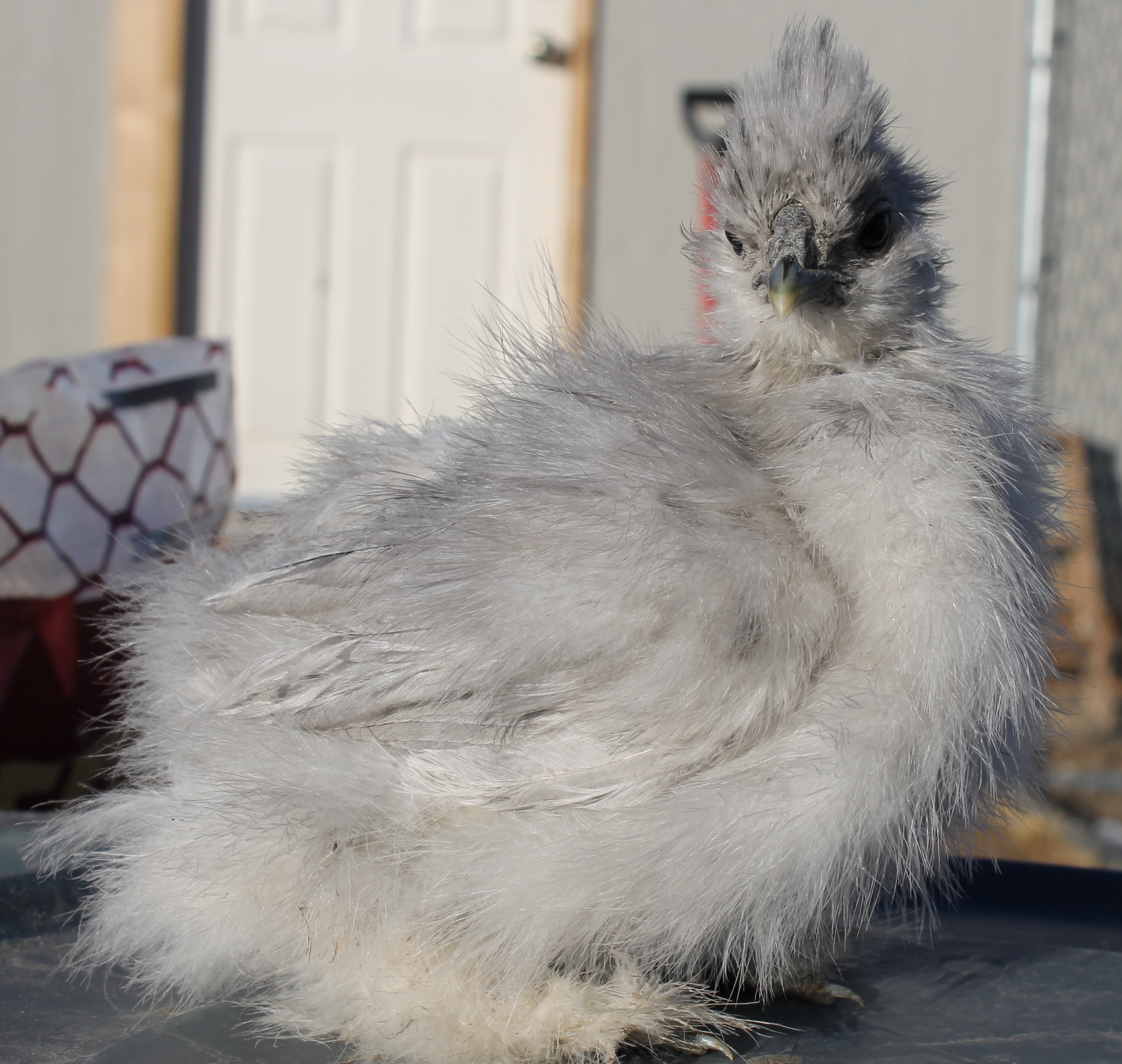 6 weeks 122913 Shylee/Catdance