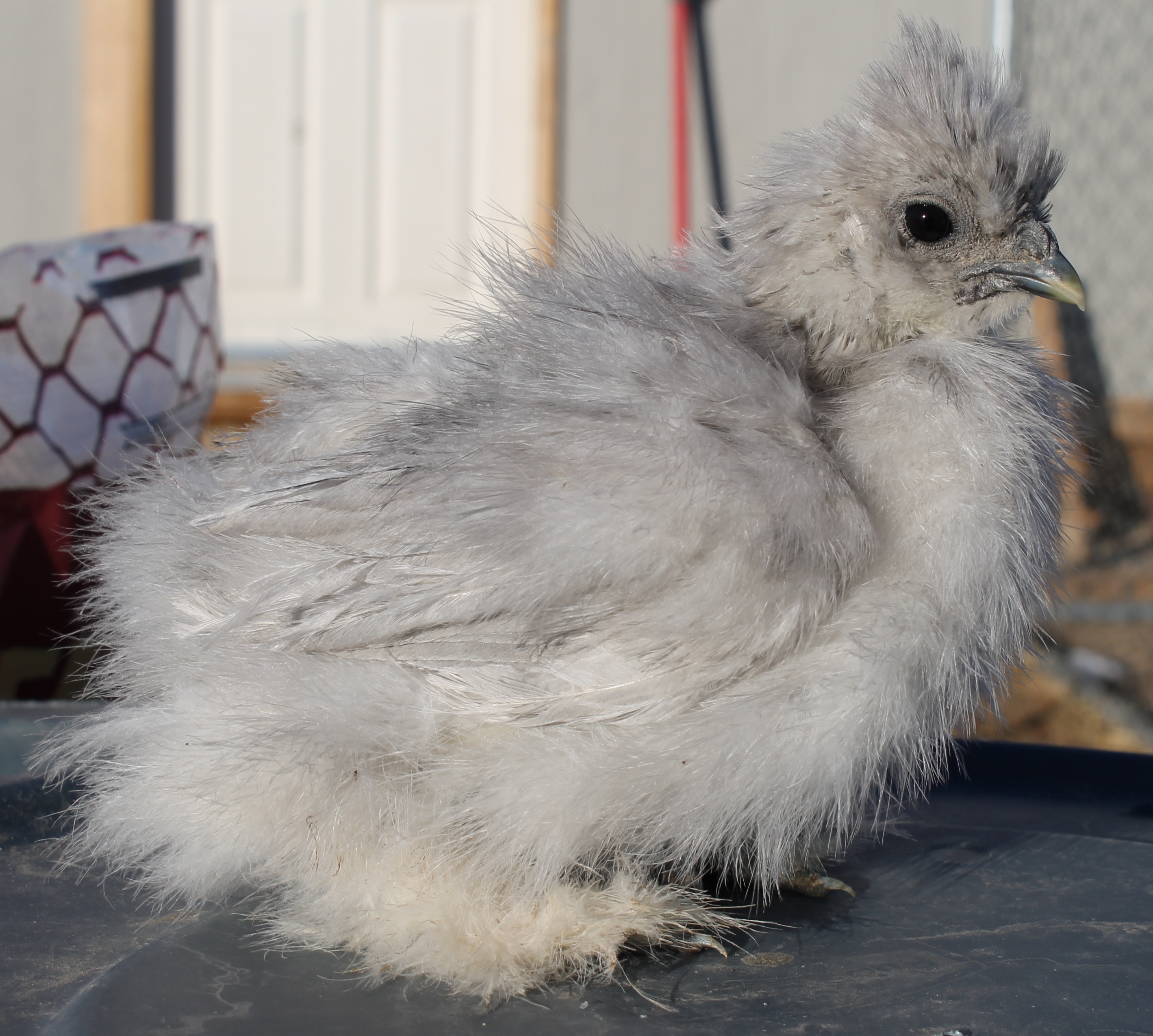6 weeks 122913 Shylee/Catdance
