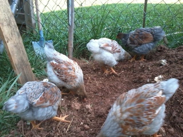 6 weeks, 3 blue cockerels, 2 splash pullets