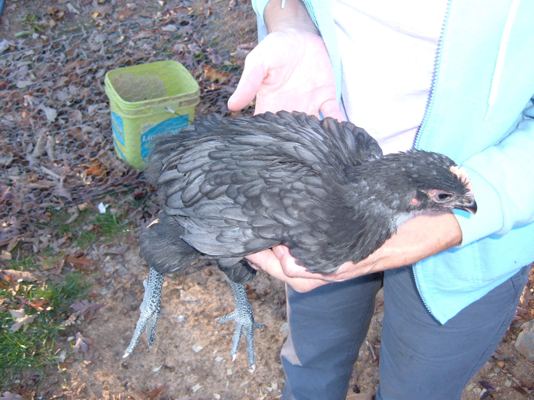 6 weeks.  Blue cockerel.