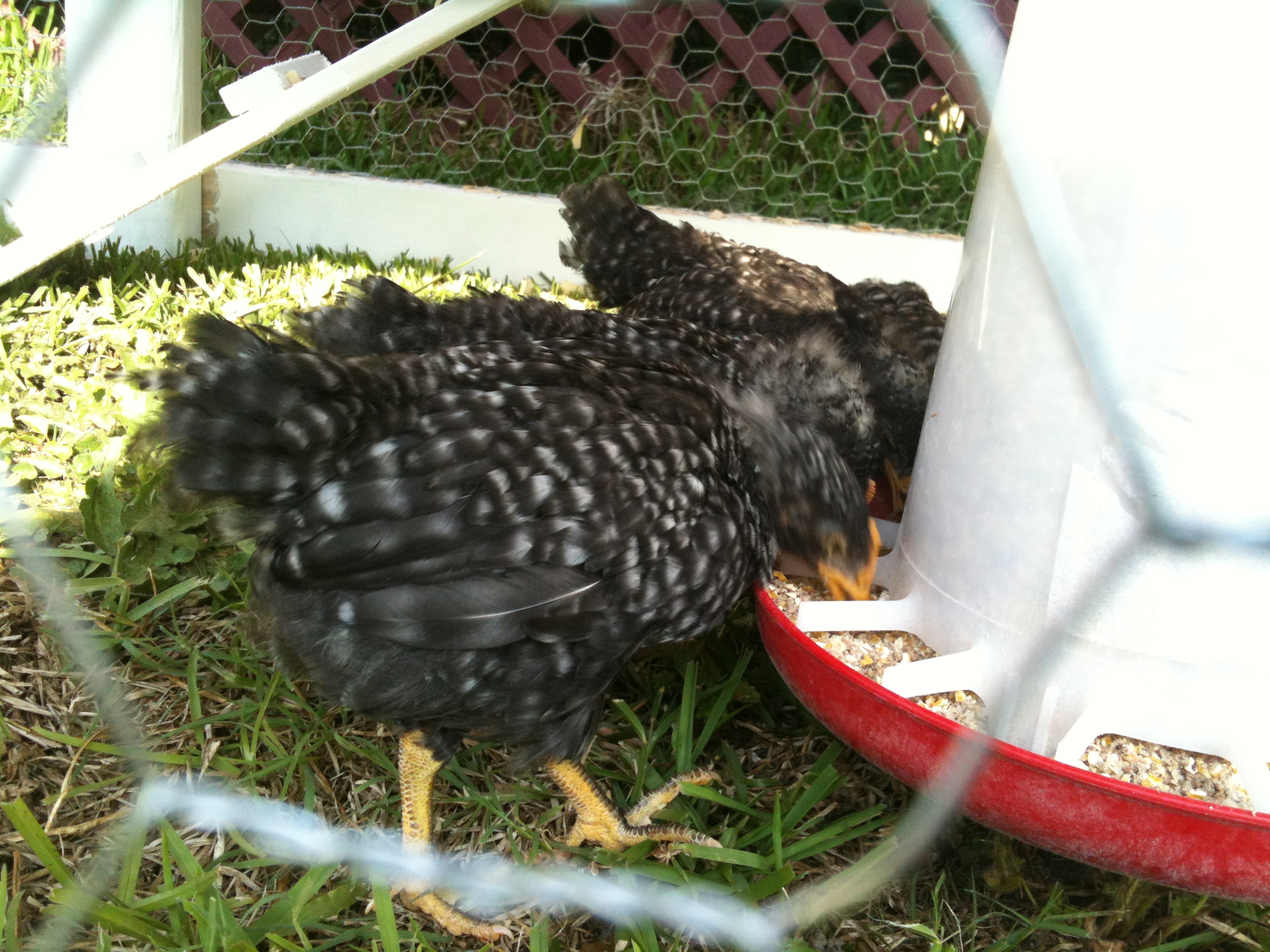 6 weeks old and outside they go.